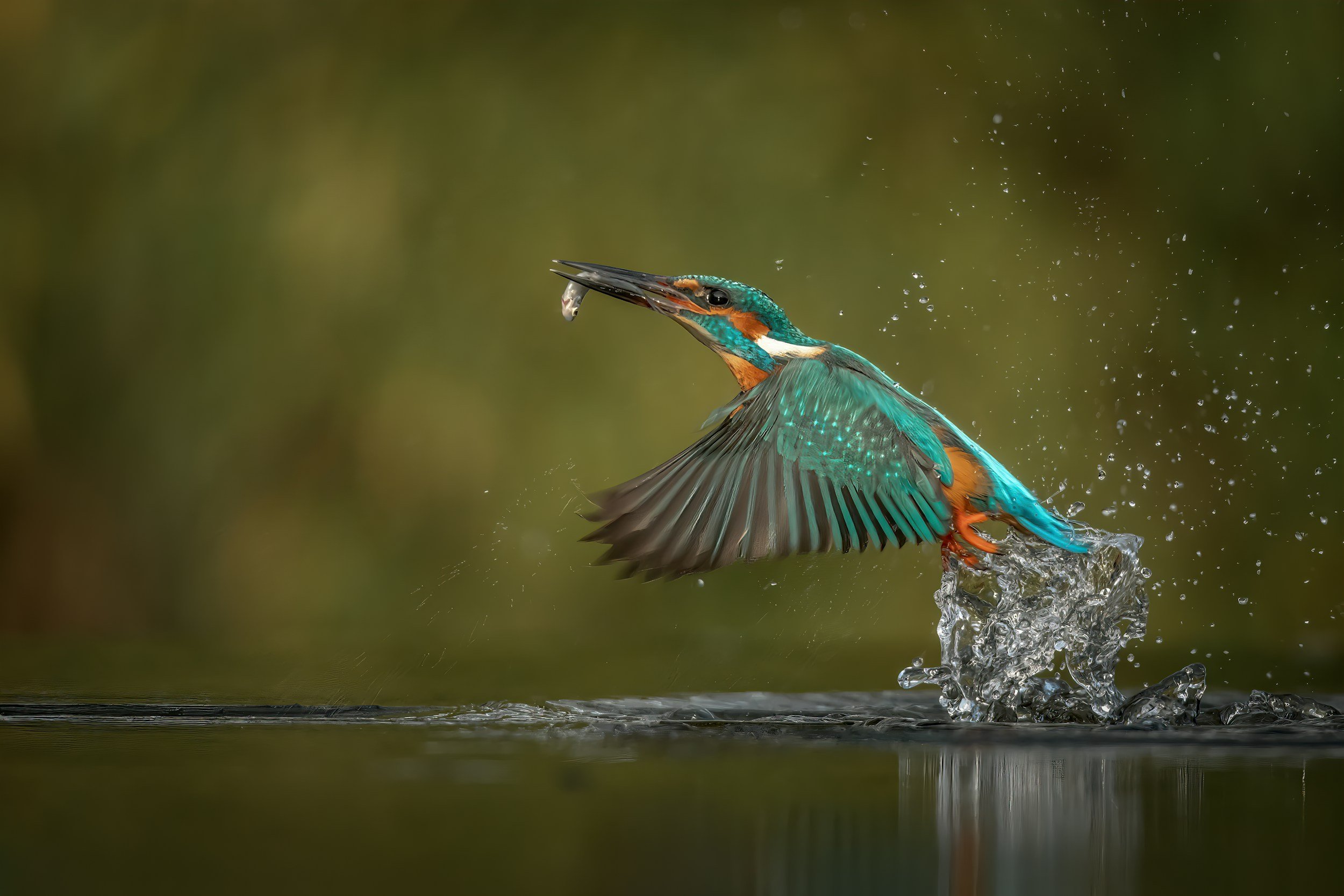 A Milestone for England’s Chalk Streams: Launch of the Implementation Plan