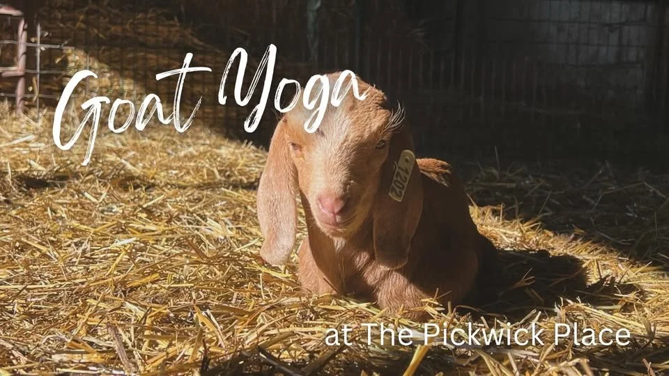 Goat Yoga