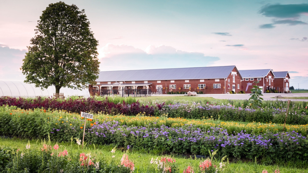 View of Pickwick Farm Across from the U-Pick Flower Field