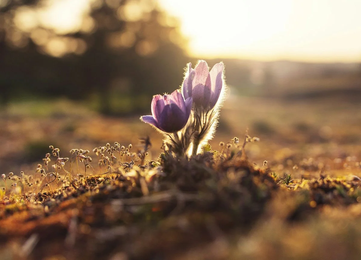 Occupational Therapy: The Unexpected Origin Story We Should All Be Talking About