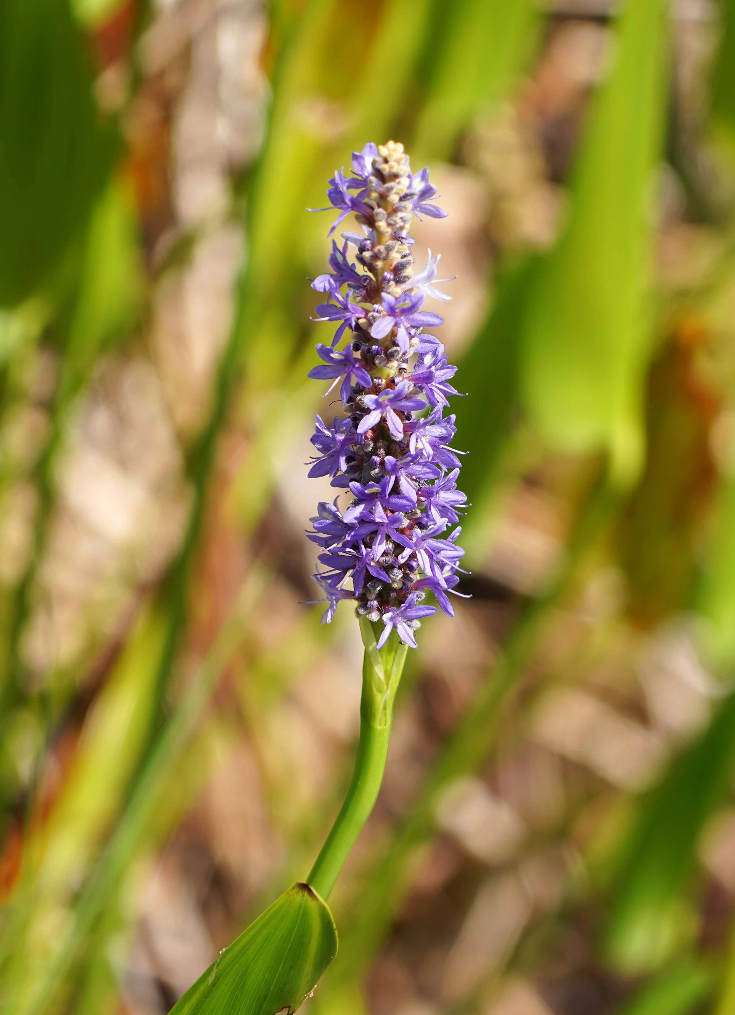 April Program Meeting