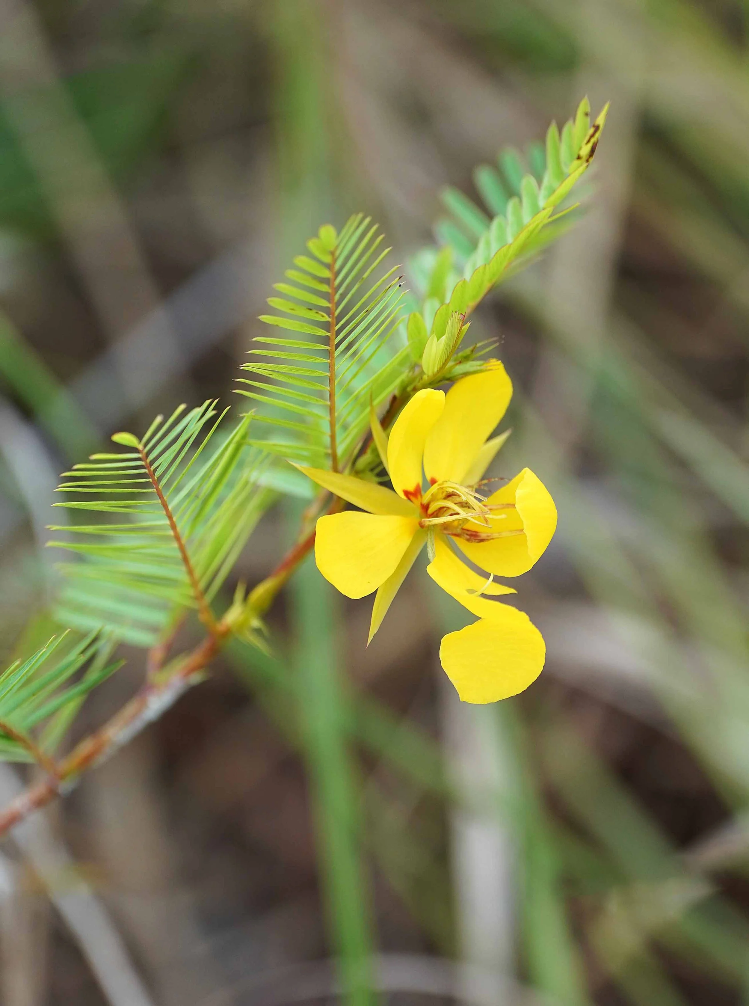 March Program Meeting