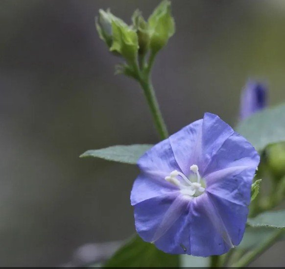 Annual Plant Sale 2027