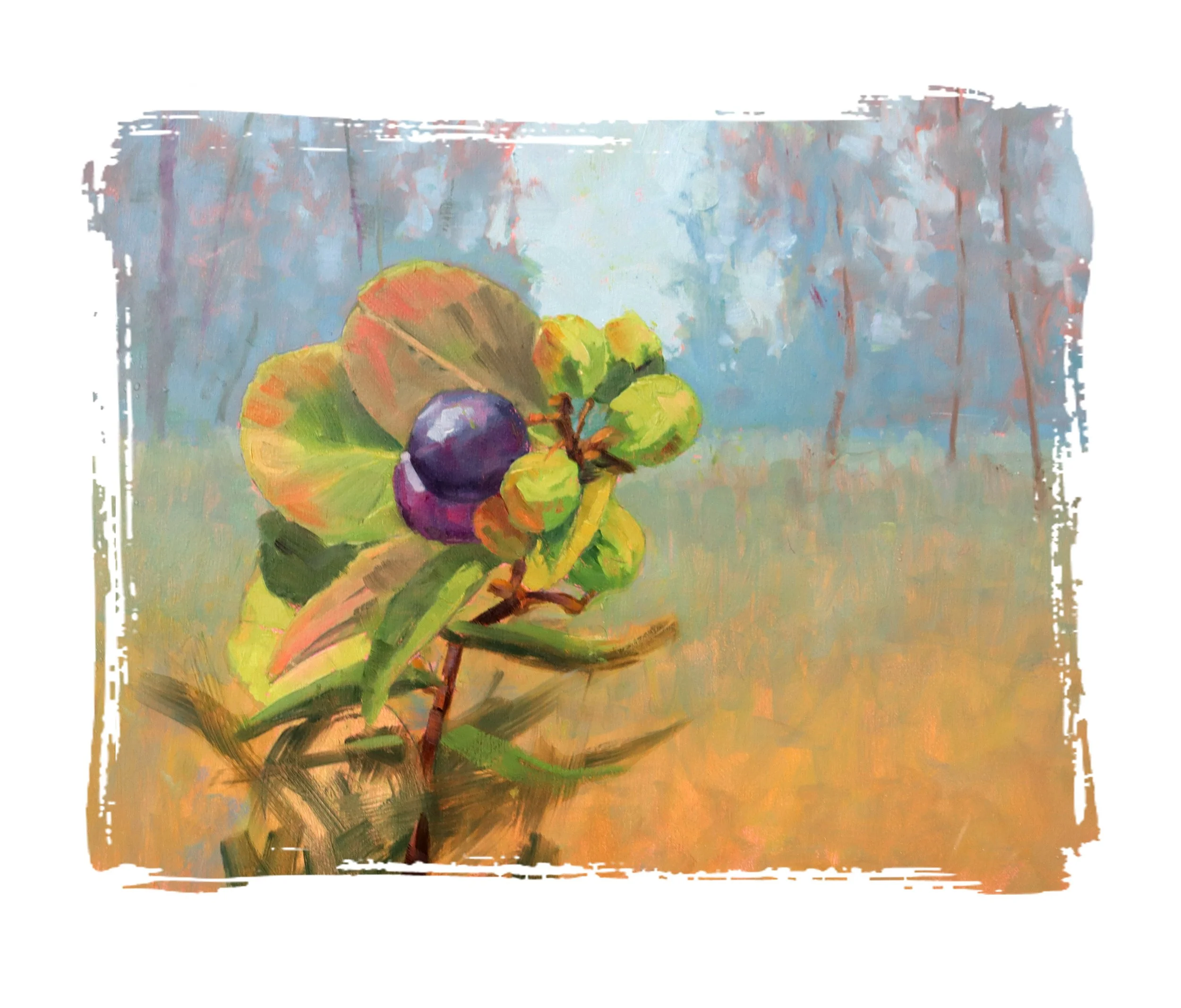 Red Tipped Cocoplum- plum in the pines