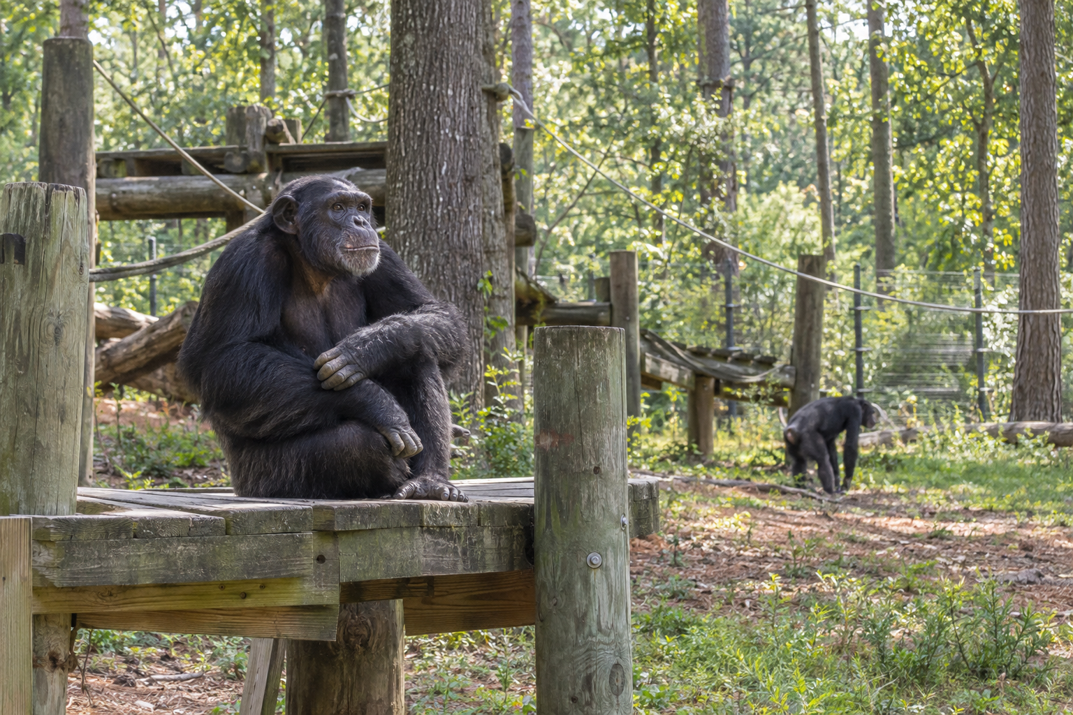 Near Keithville, Chimp Haven Makes More Room for the “Chimp Life”