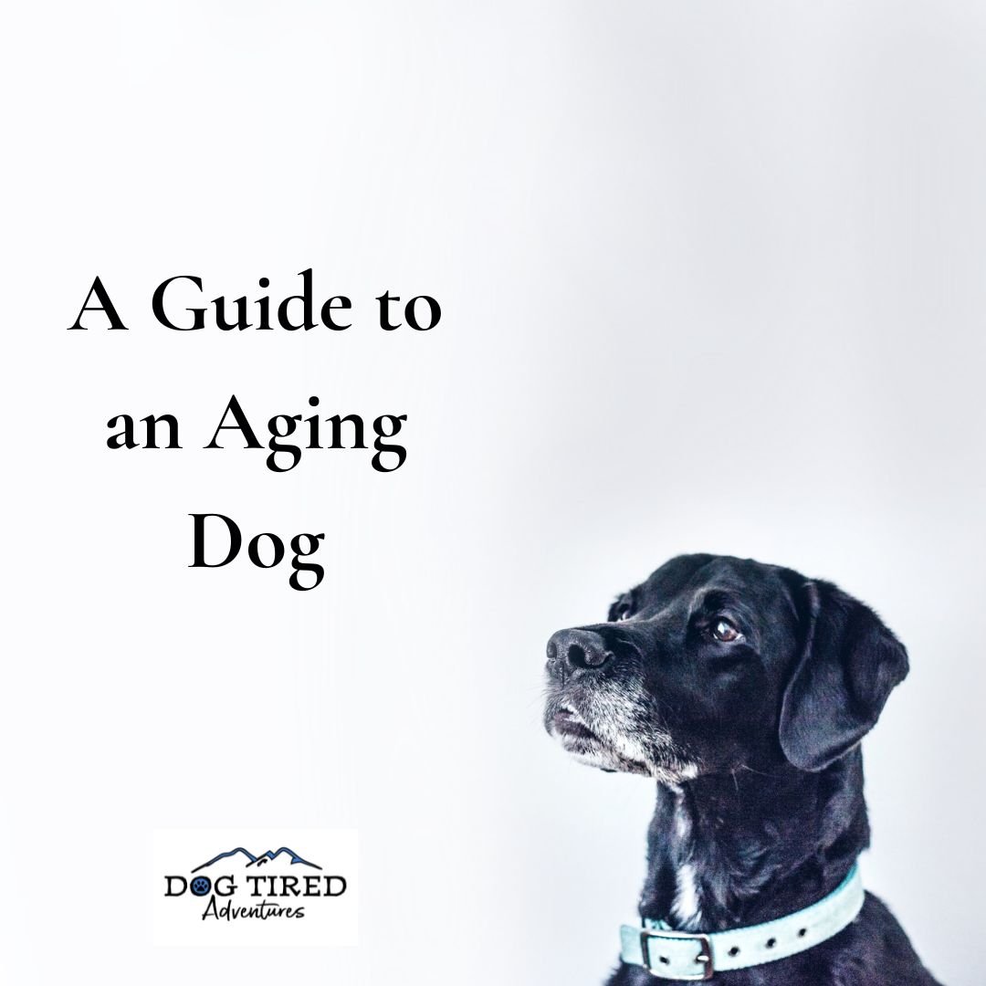 Guide to an Aging Dog