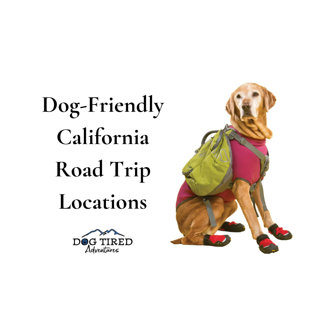 Dog-Friendly California Road Trip Locations