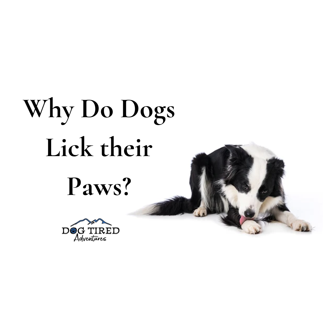 Why Do Dogs Lick their Paws?