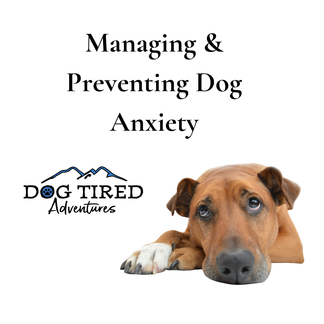 Helpful Tips to Manage &amp; Prevent Anxious Dogs