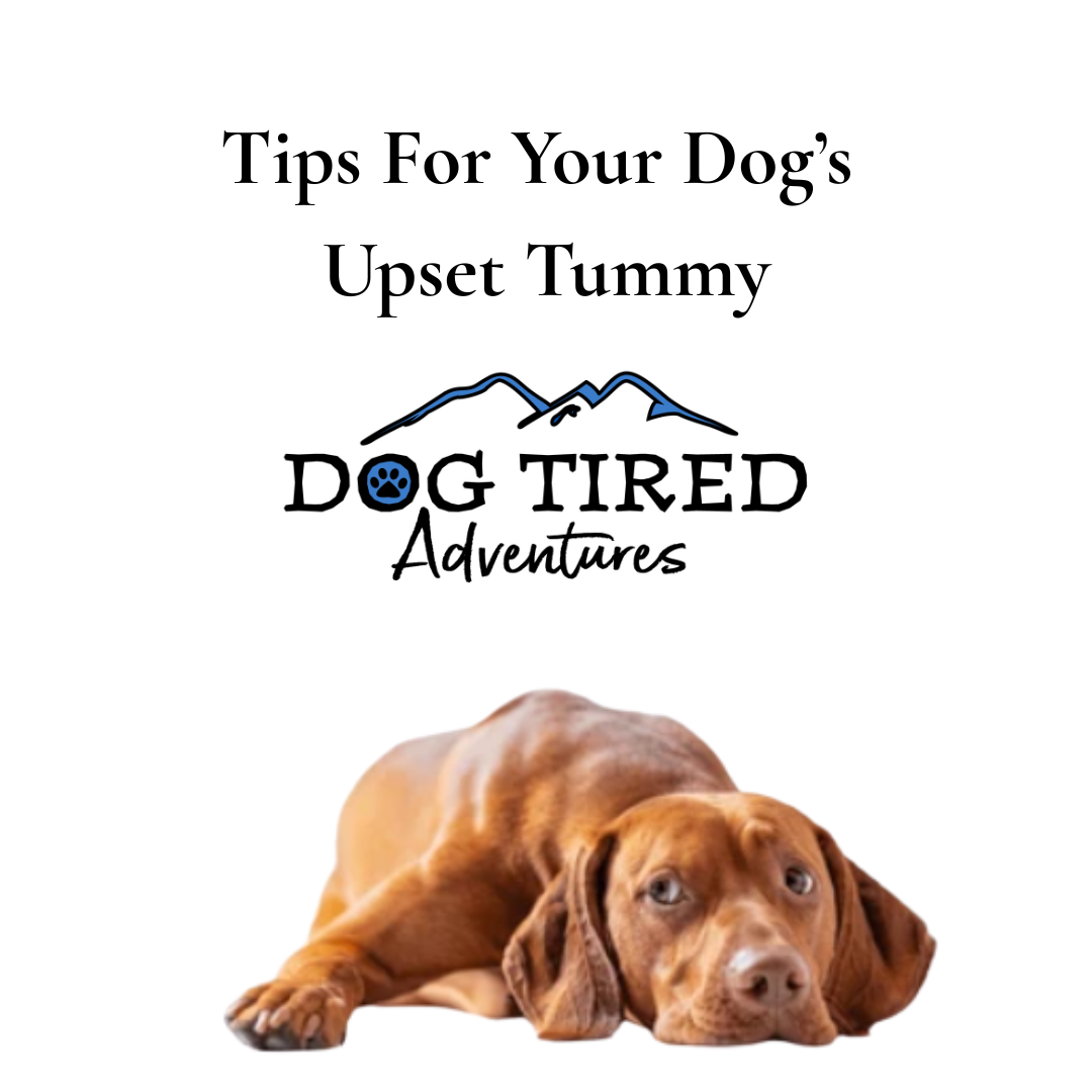 Five Tips to Help Your Dog with An Upset Stomach
