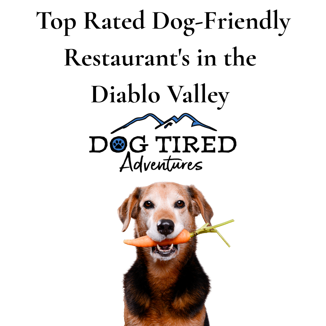 Top Rated Dog-Friendly Restaurants