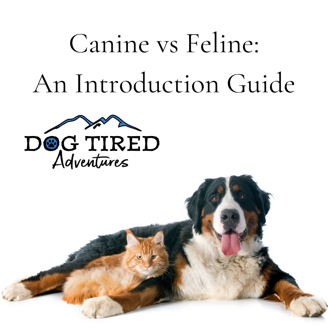 Canine VS Feline: An Introduction Guide