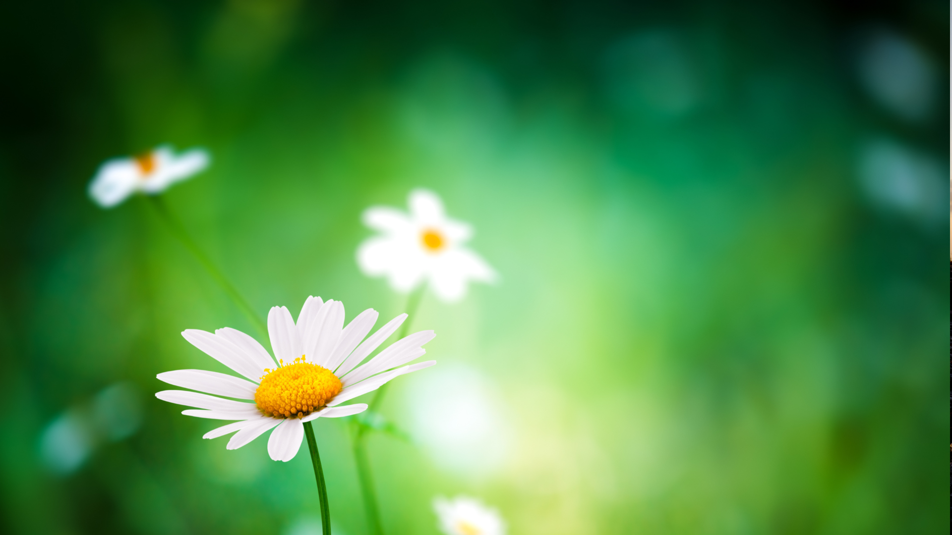 Week 7. Signs of Spring