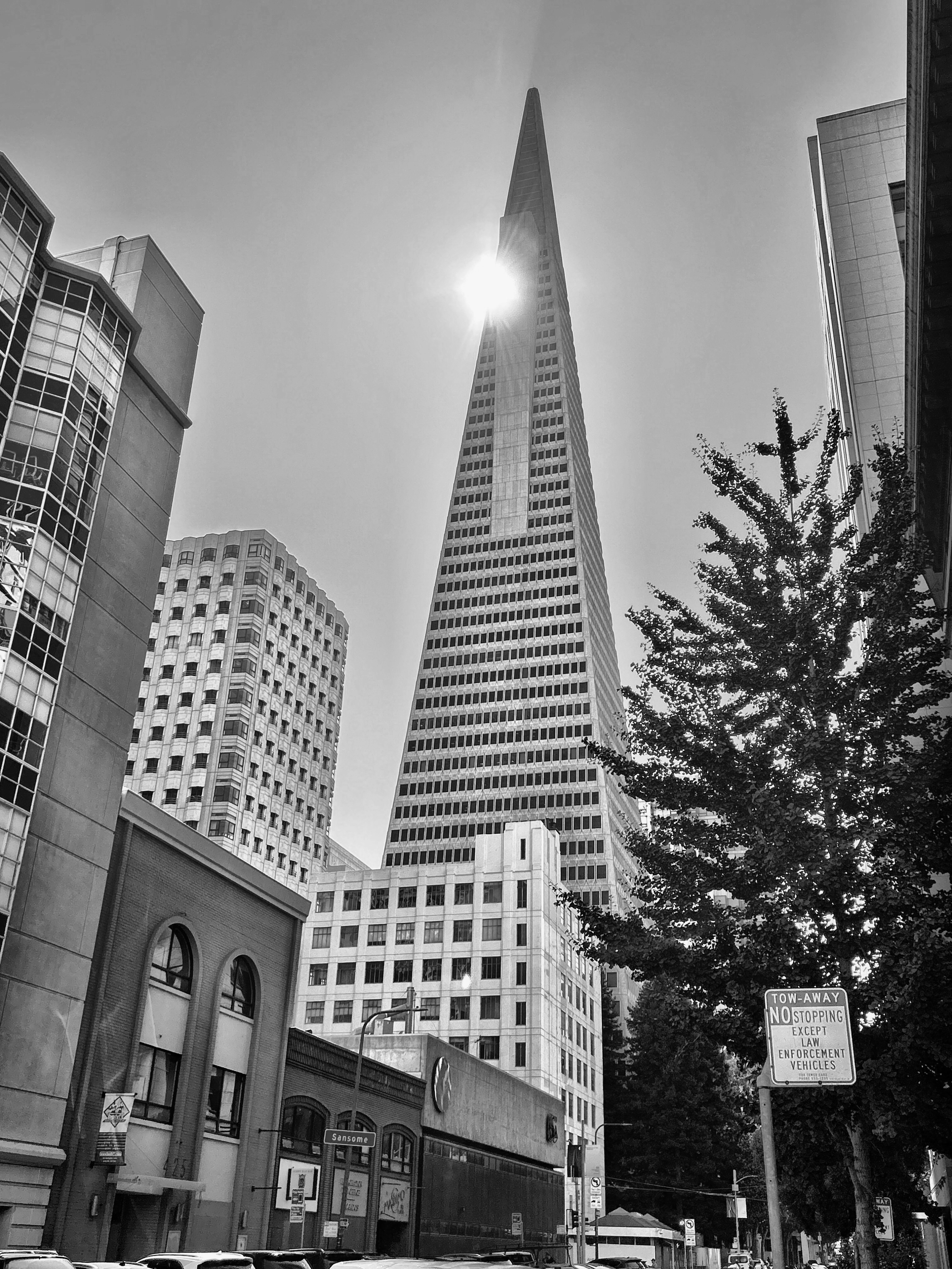 Black and white photo of a cityscape featuring the Transamerica Building, a tall, triangular skyscraper with the sun shining behind it, surrounded by other buildings and a tree.