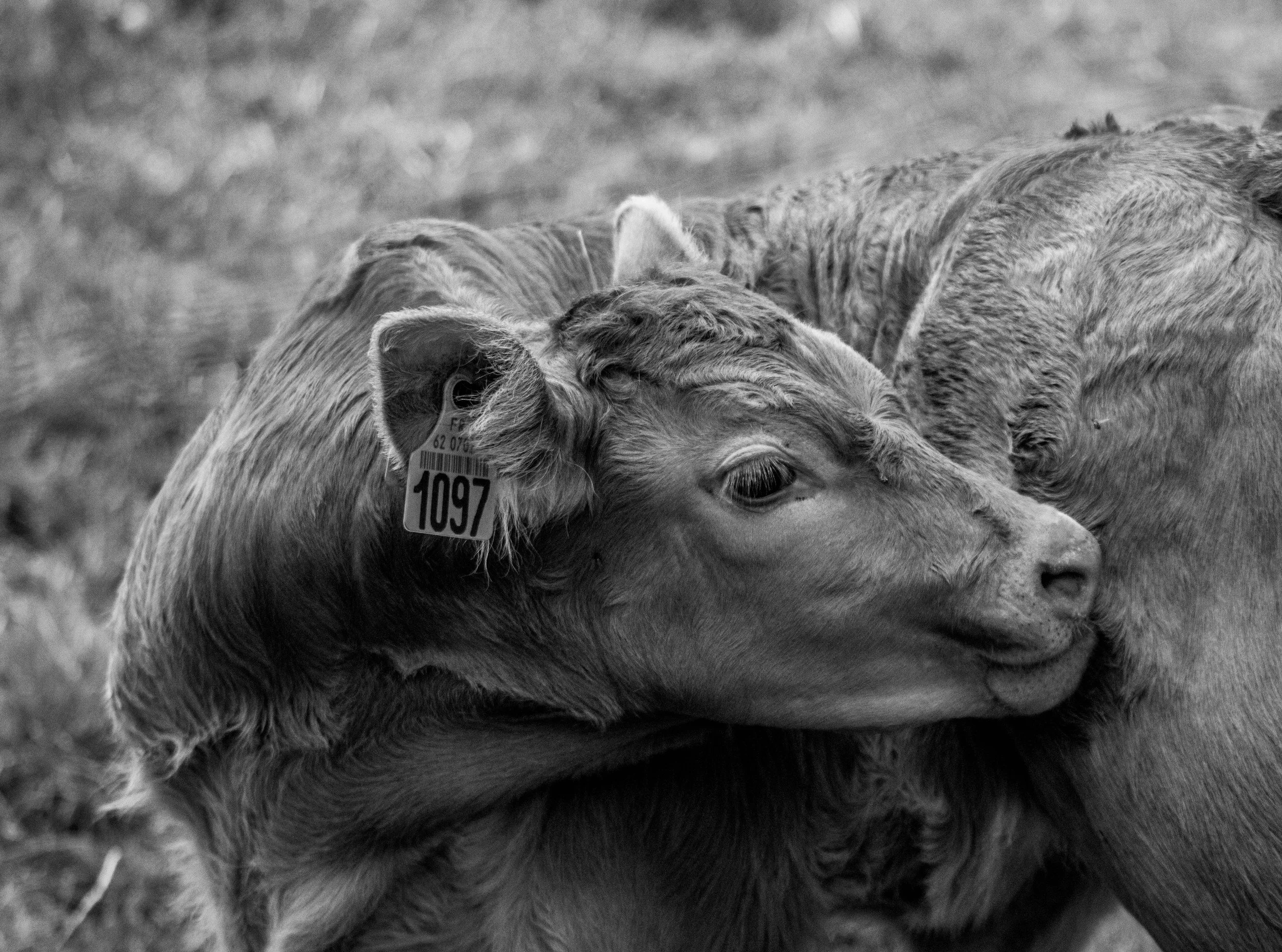Black and white photo of a calf with an ear tag, nuzzling another cow, in a grassy field.