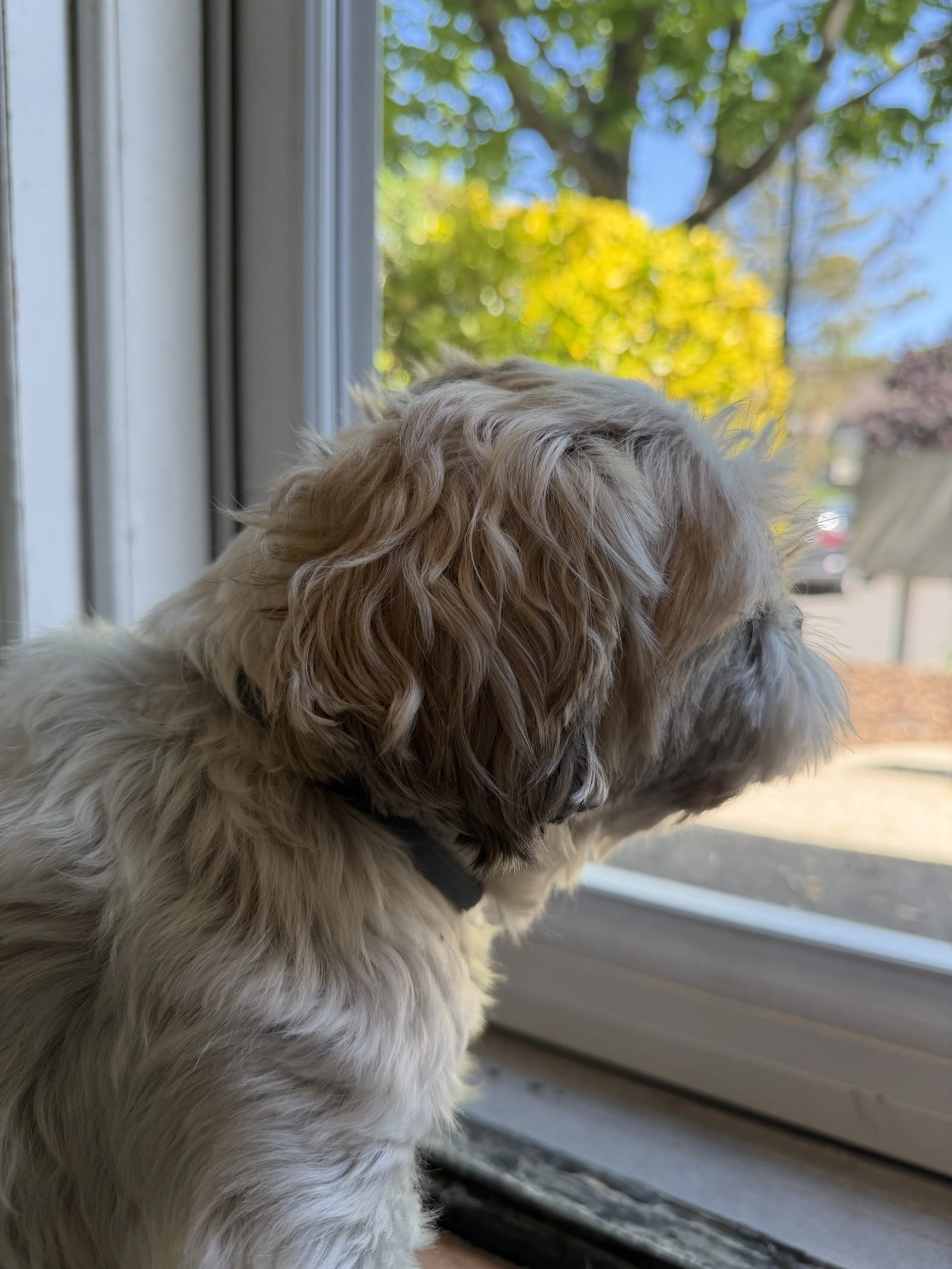 Charlie 5/5/26