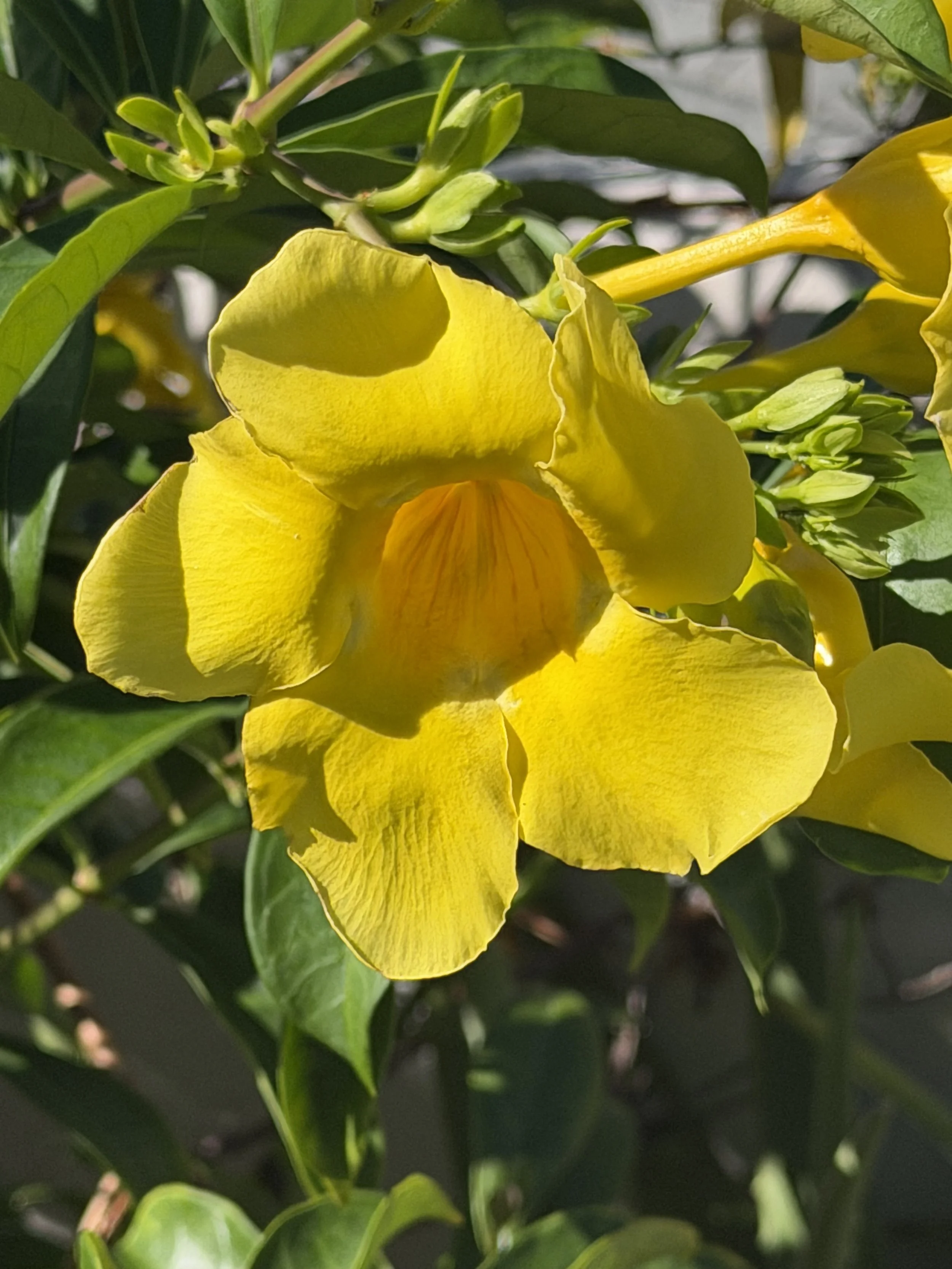 Antigua 12/29/25