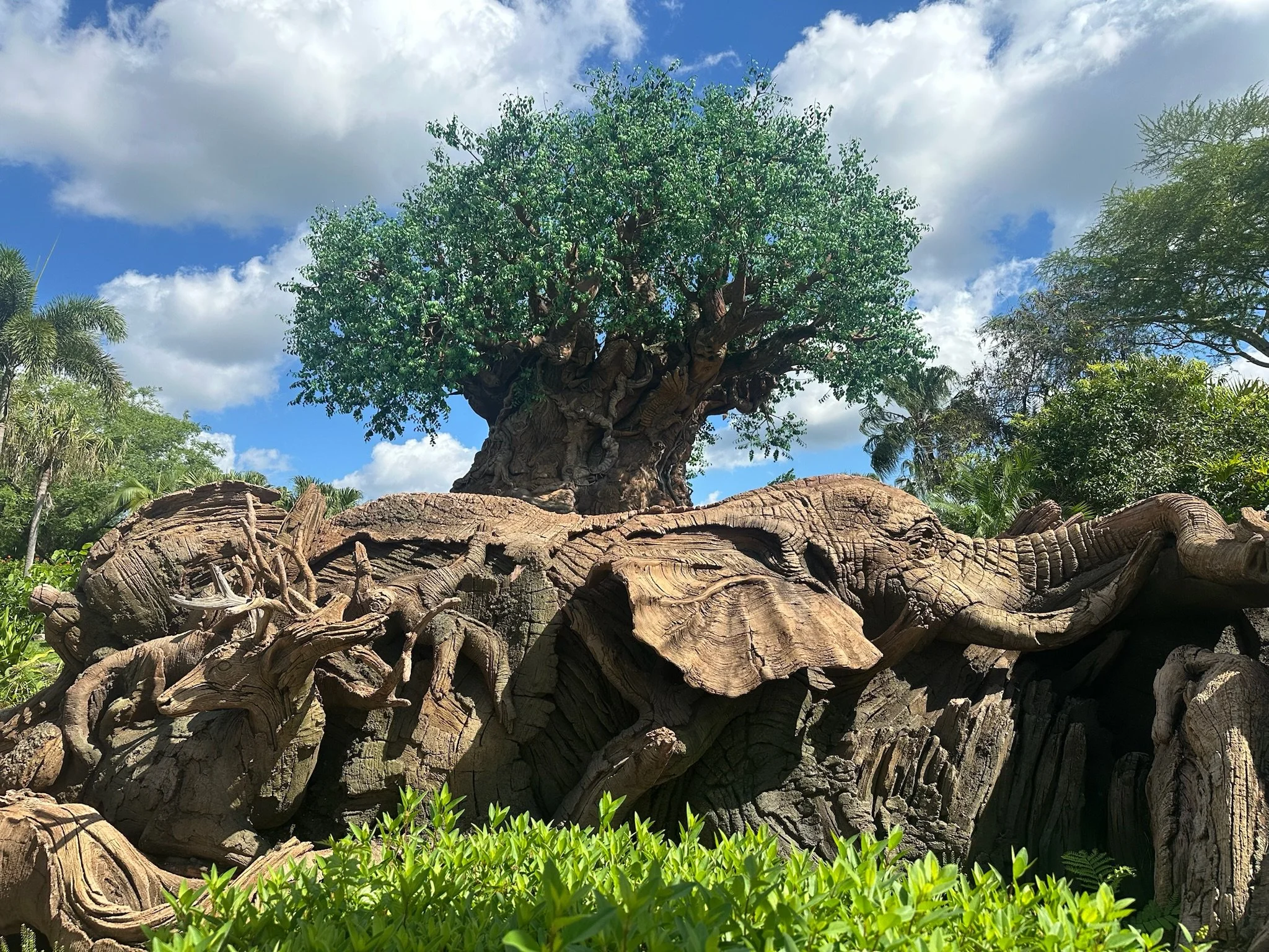 Animal Kingdom 5/14/25