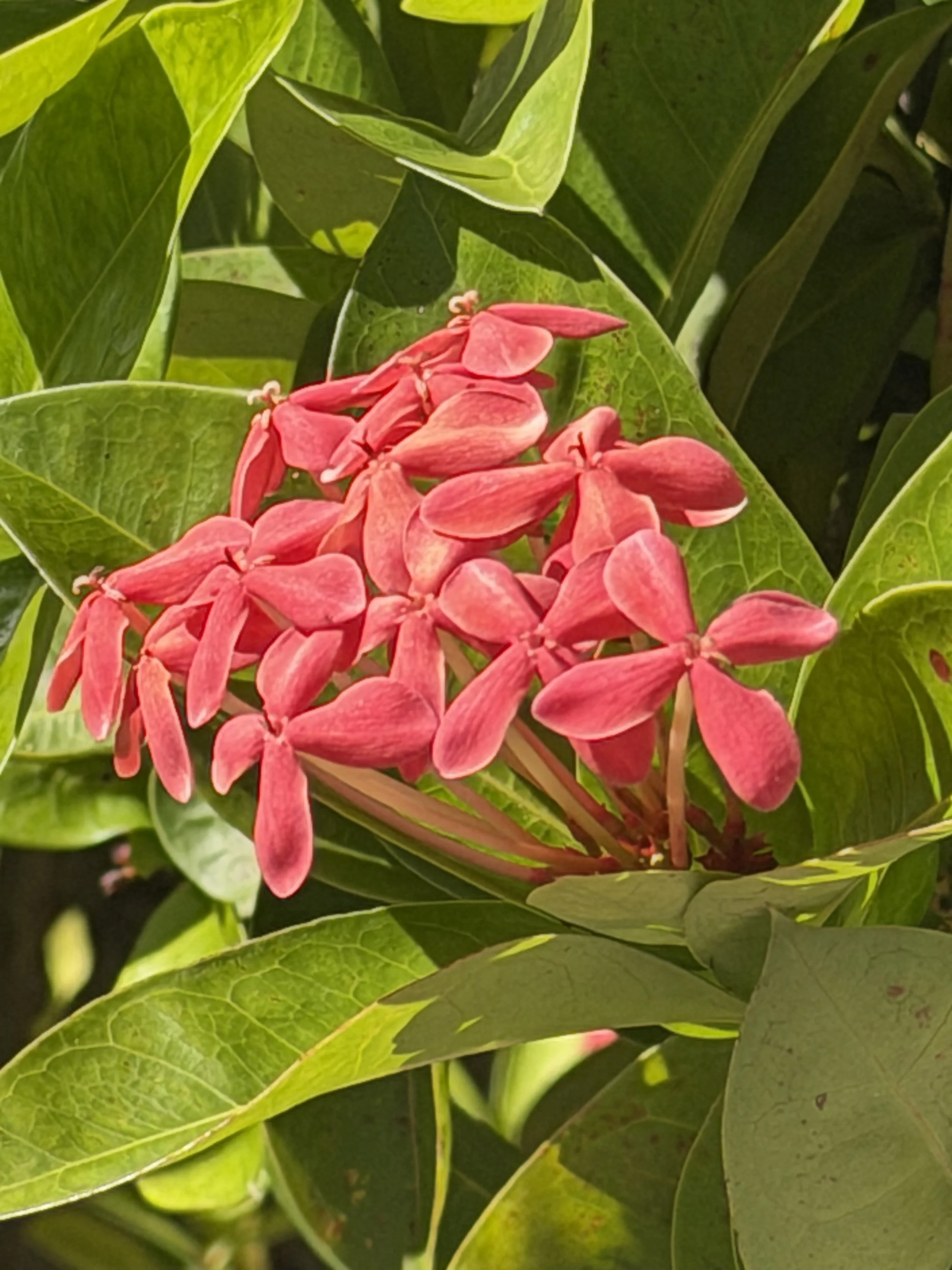 Antigua 12/29/25