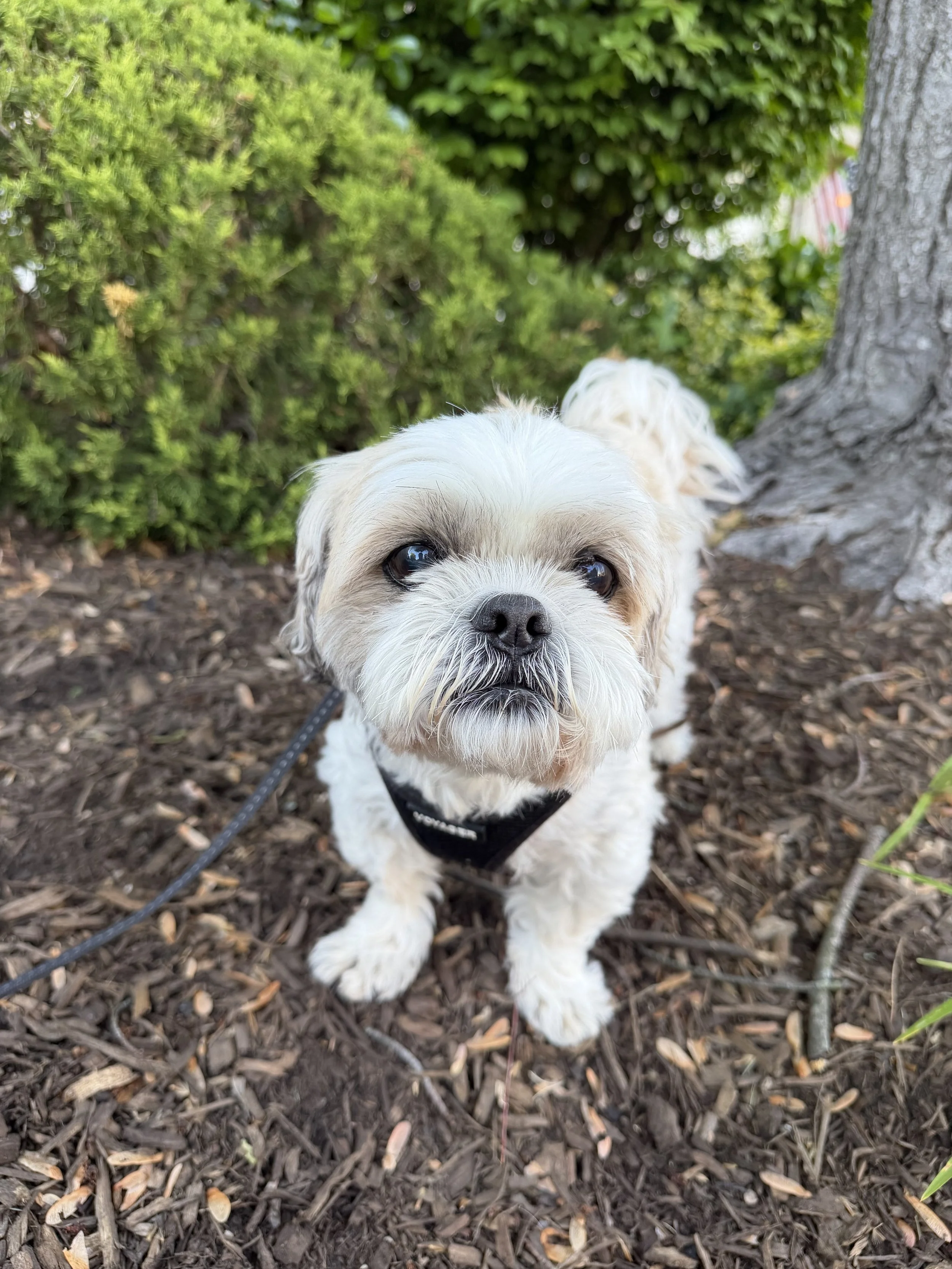 Charlie 5/11/26