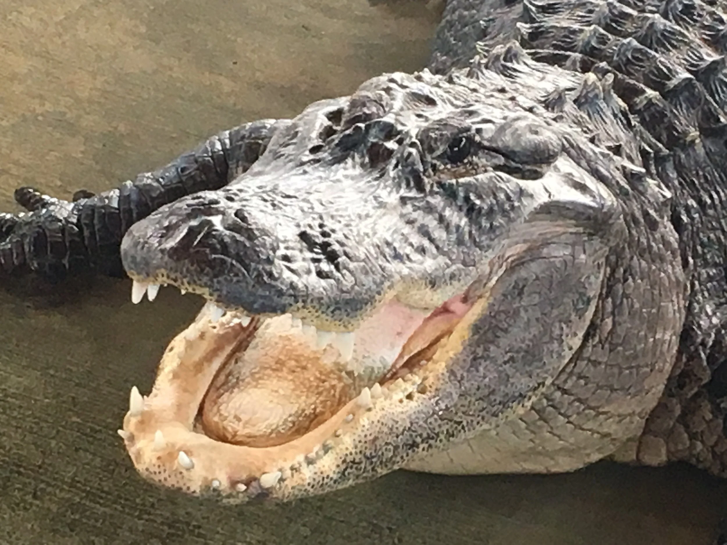 Everglades 12/28/17