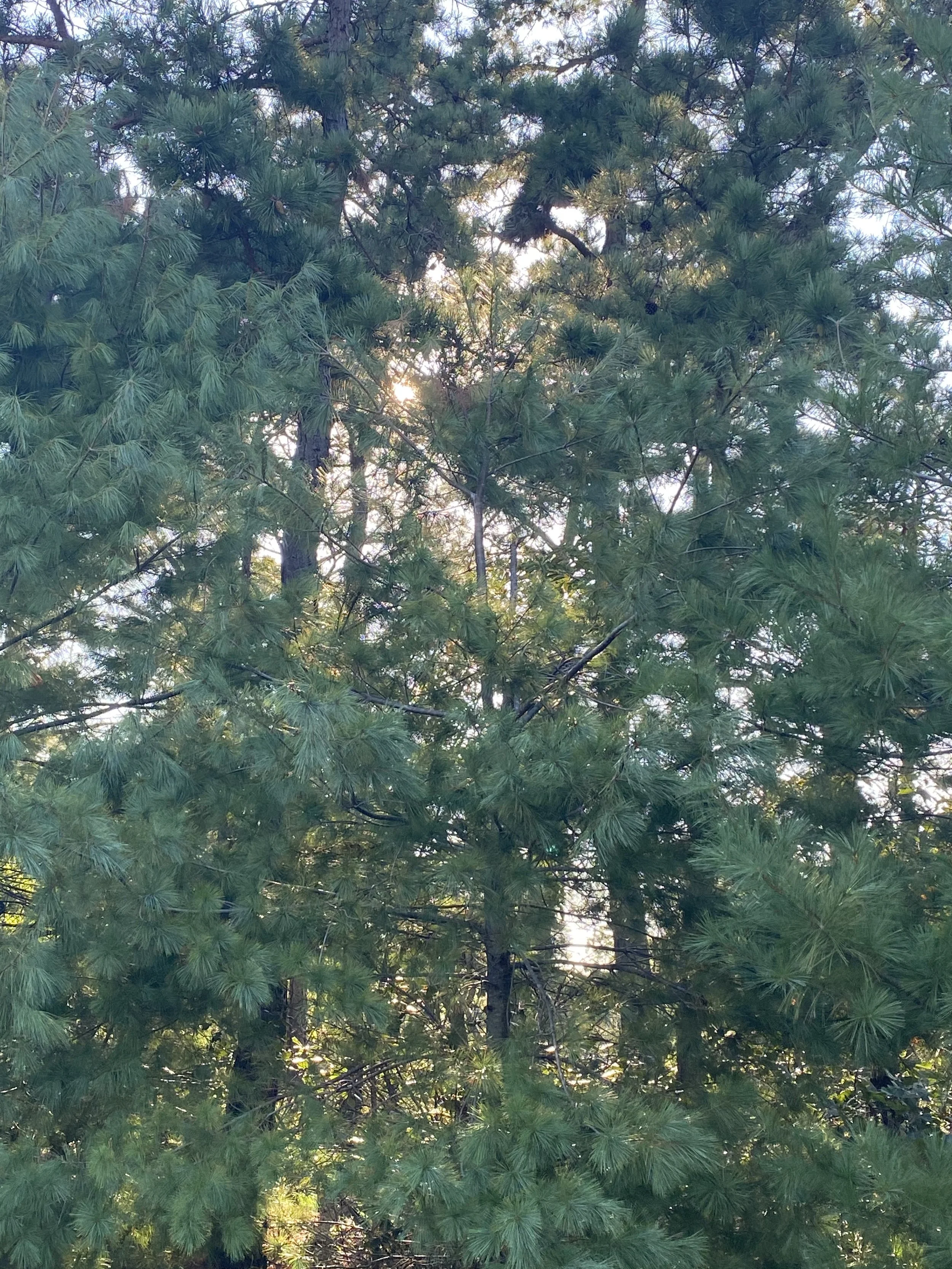 Trees 9/7/20