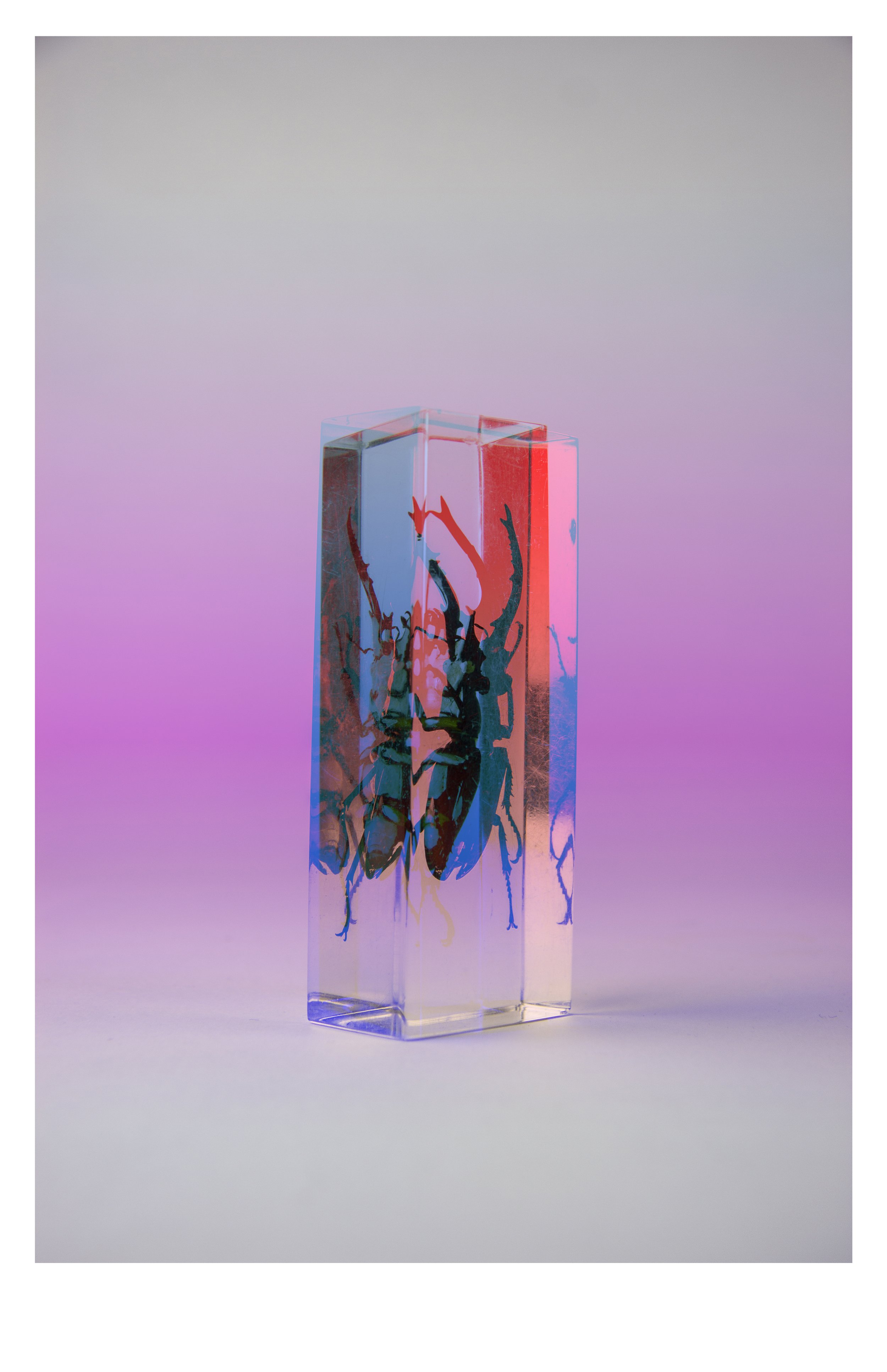 beetle_11x17.jpg