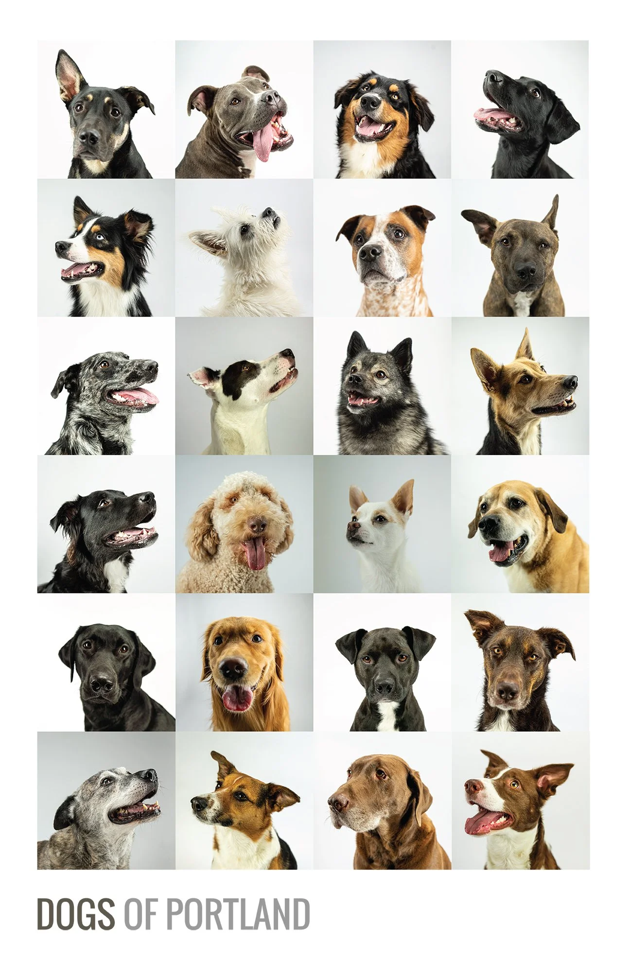 dogs-of-portland-web.jpg
