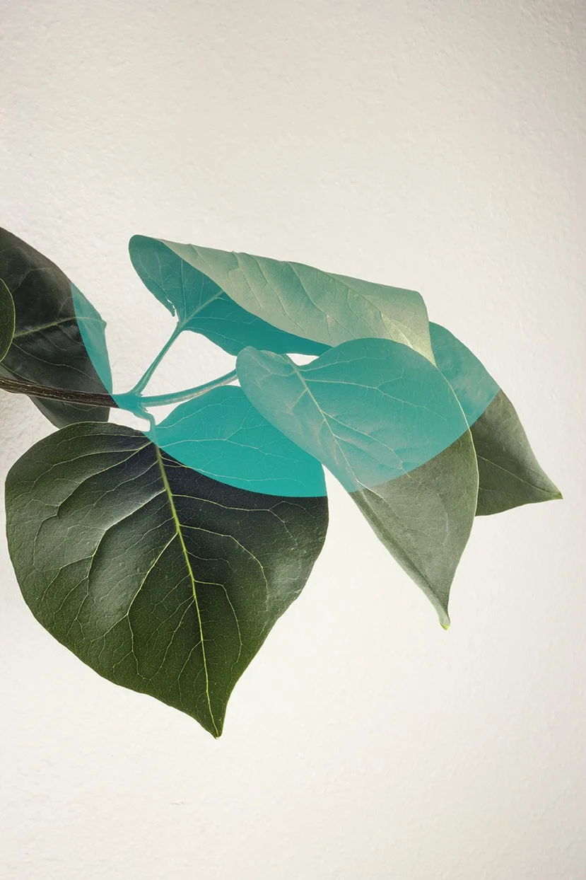 leaf1.jpg