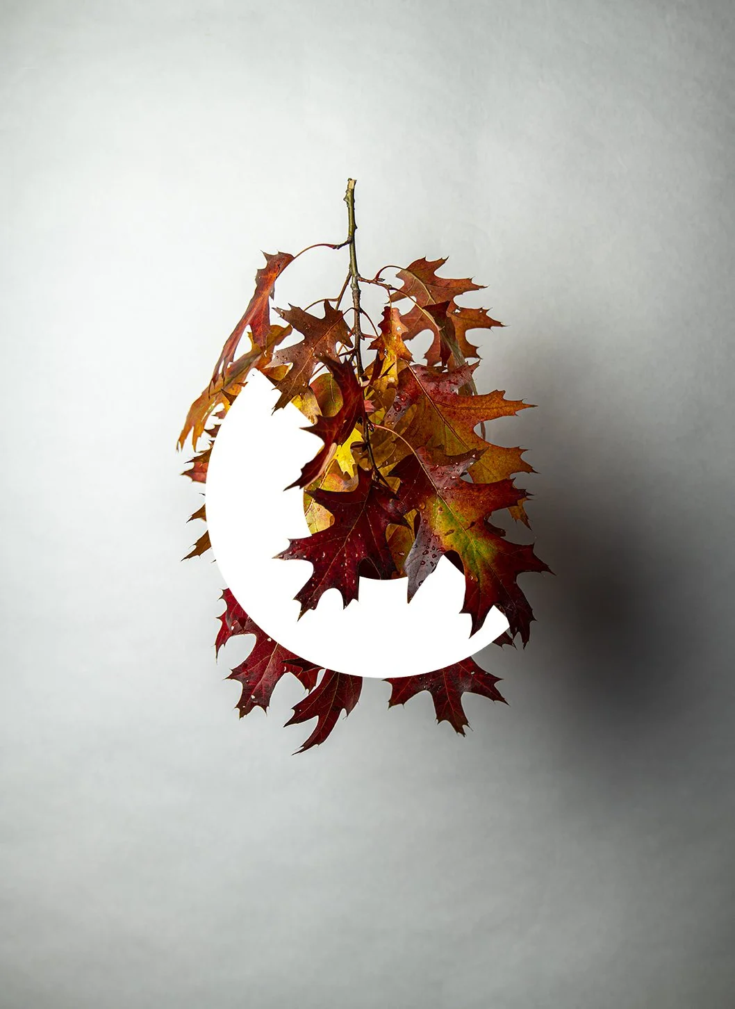leaves-circle-72.jpg