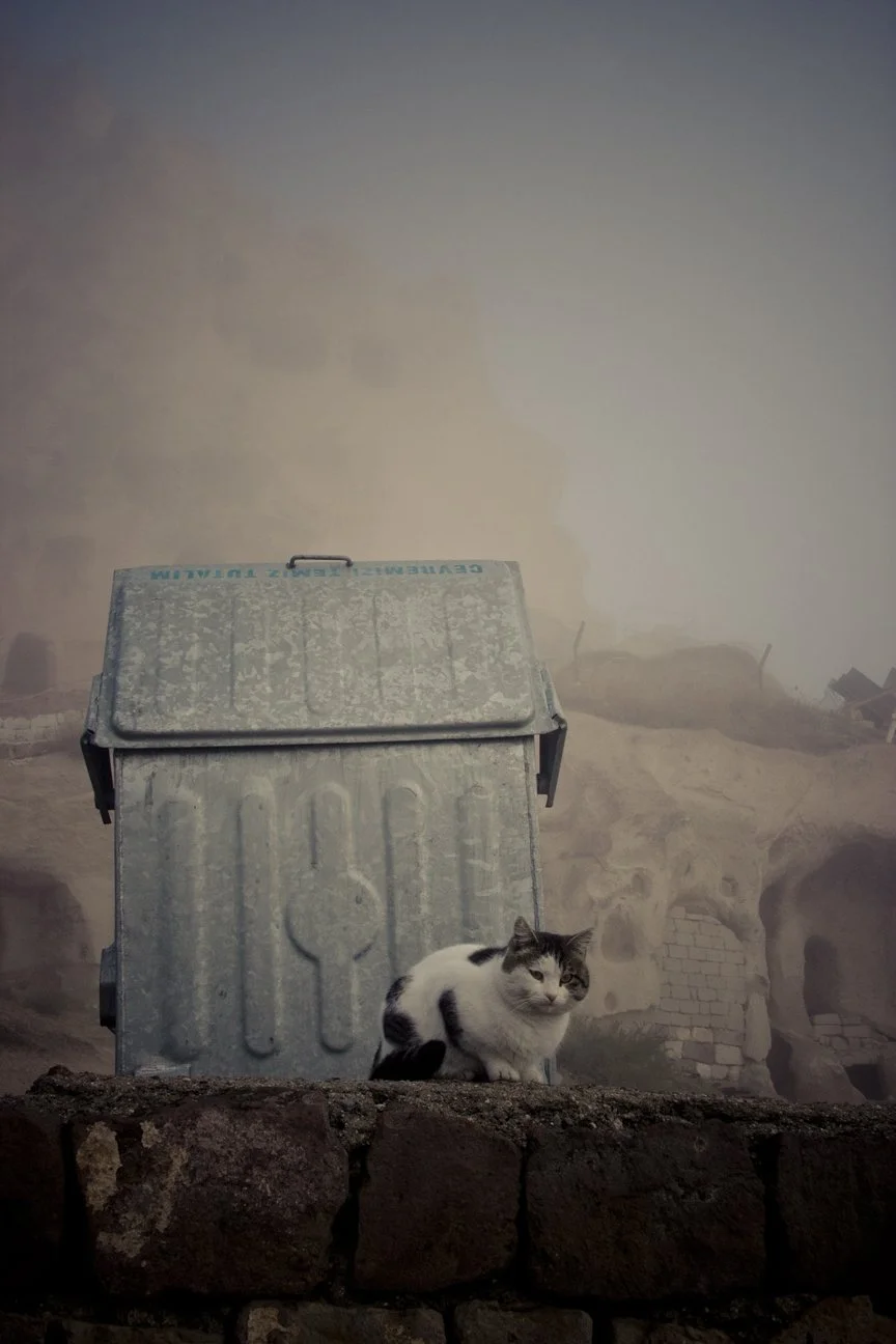 cat_cappodocia2.jpg