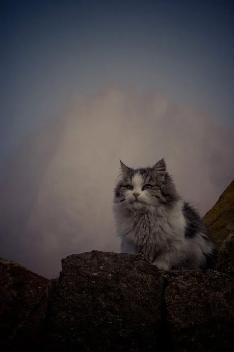 turkey_cat1.jpg