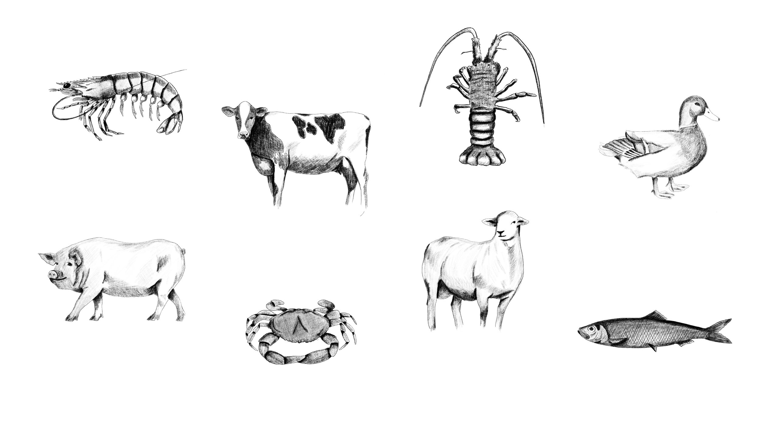 customillustrationscally-01.jpg