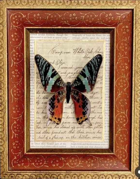 FAUX BUTTERFLY SPECIMENS