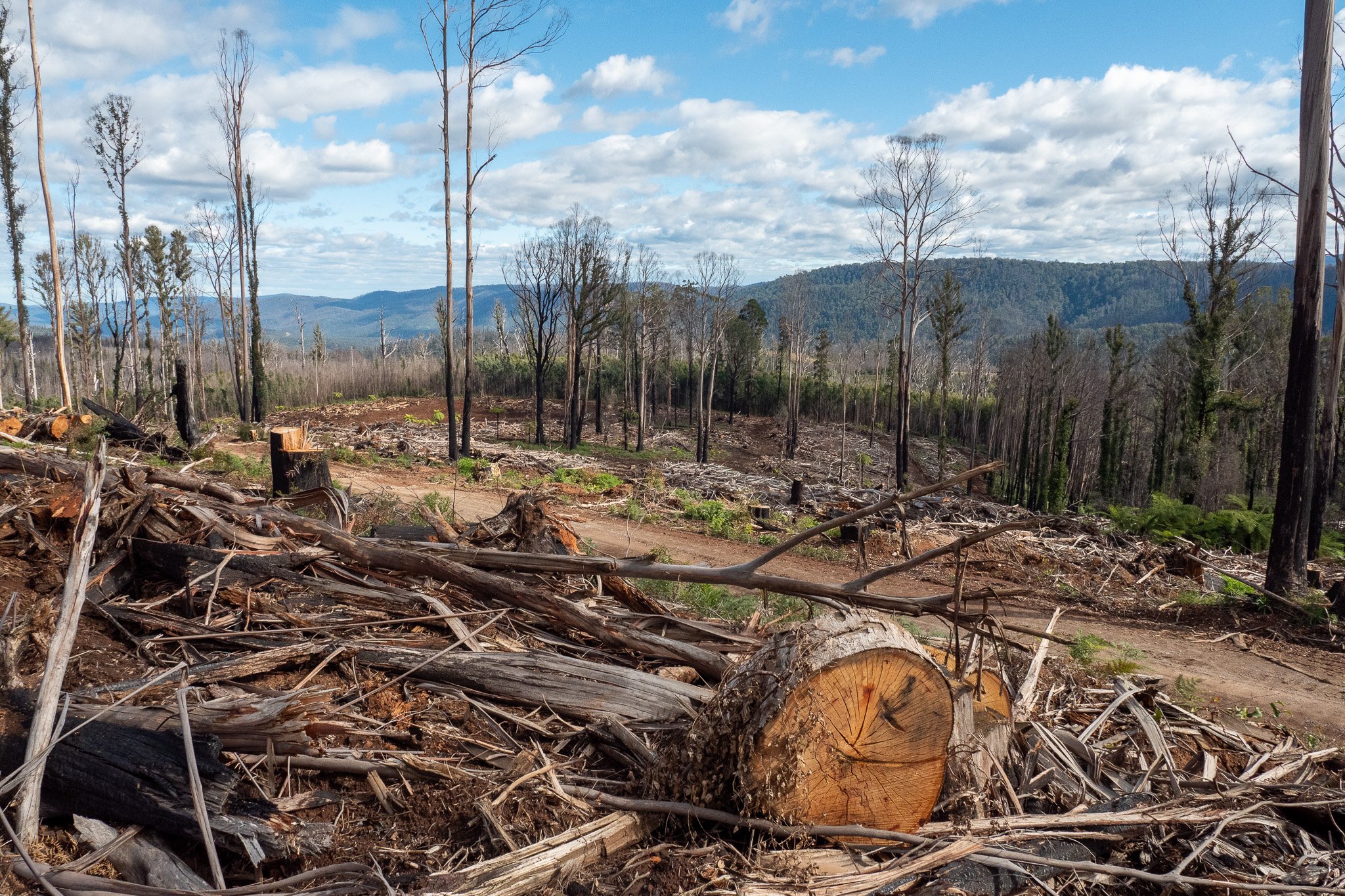 A deforested area with fallen trees and stumps, with mountains and partly cloudy sky in the background.