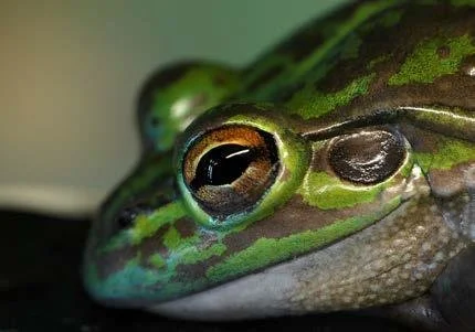 Close-up of a green and brown frog's face with detailed eye.