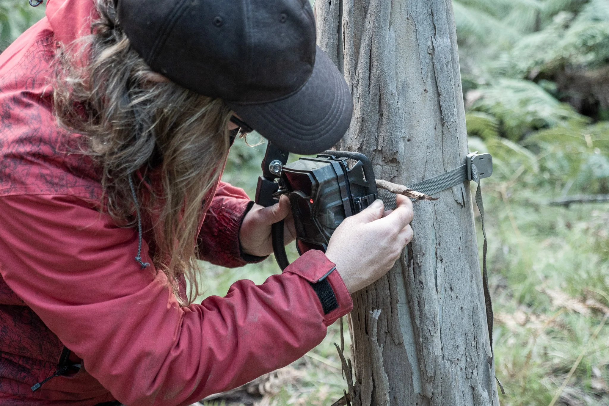 A person with long curly hair inspecting a tree with equipment attached, wearing a black cap and red jacket in a forest.