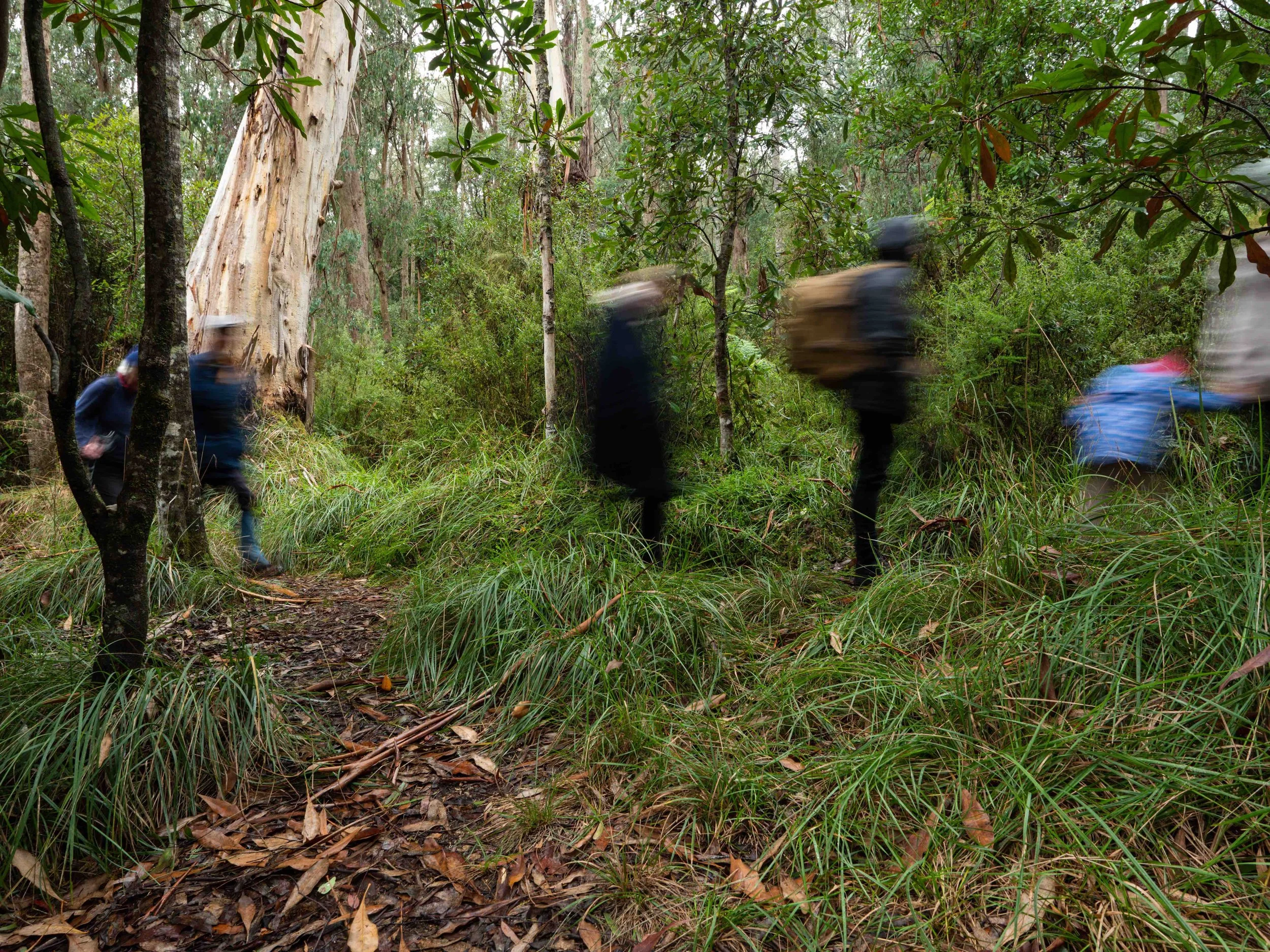 Group of four hikers walking through a dense forest with tall trees and green foliage, some appearing blurred due to motion.