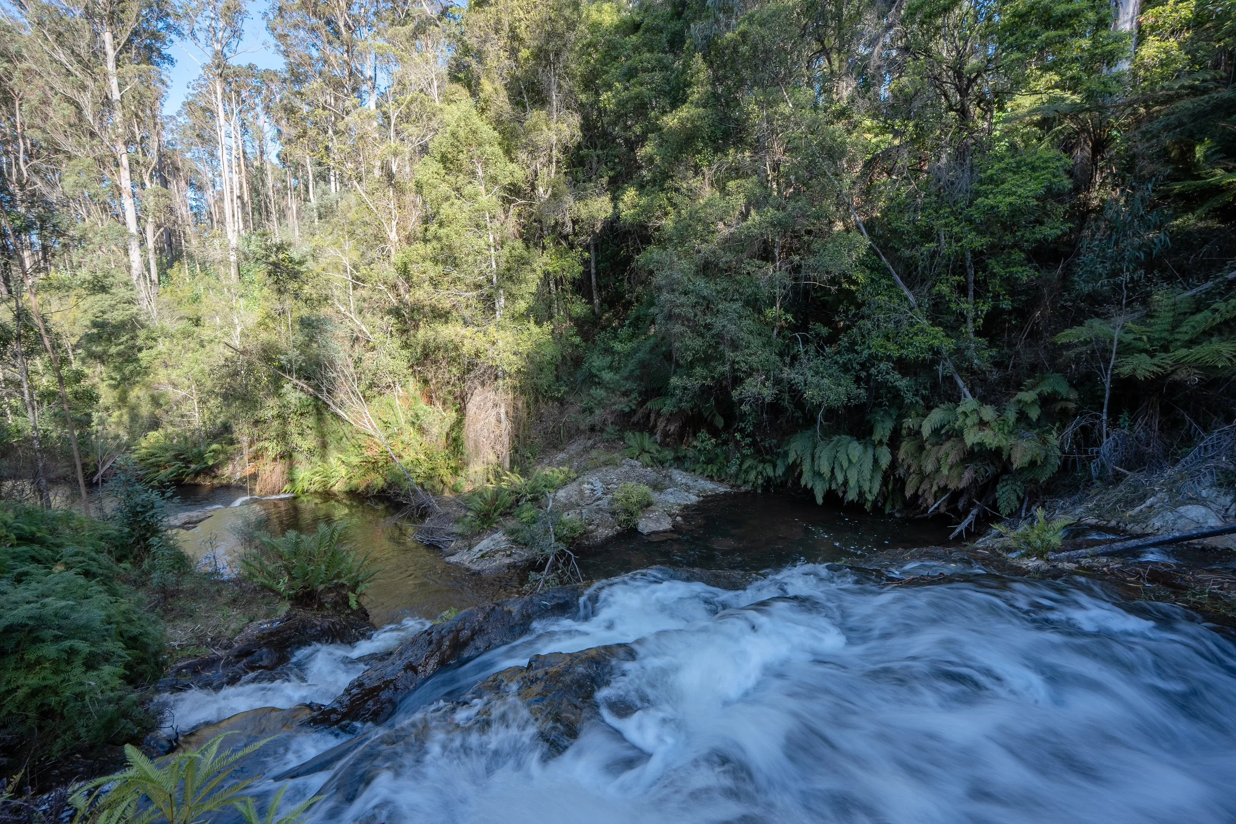 A flowing creek surrounded by dense green forest with tall trees and ferns.