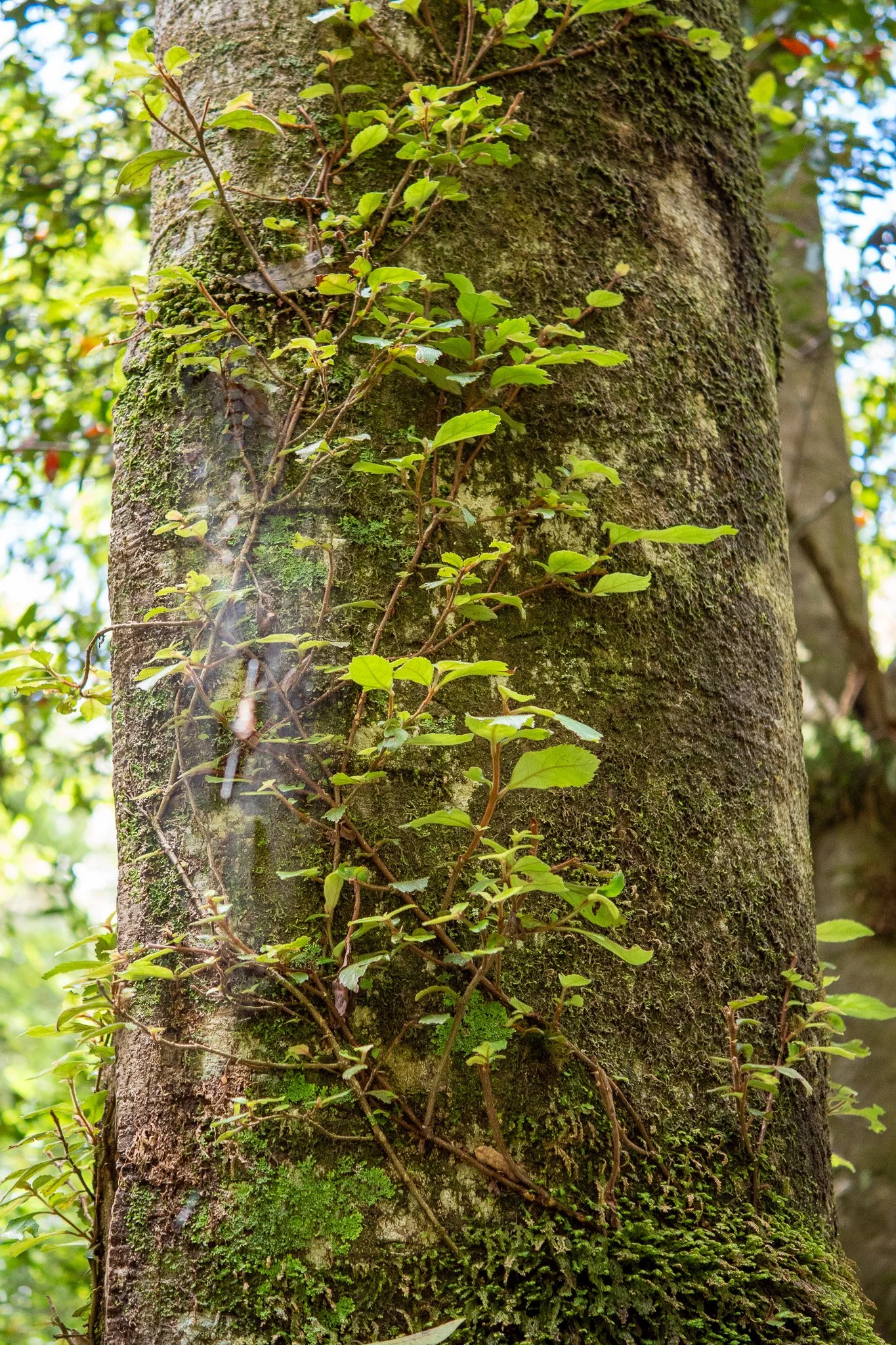 Close-up of a tree trunk with green moss and small green leaves growing on it.