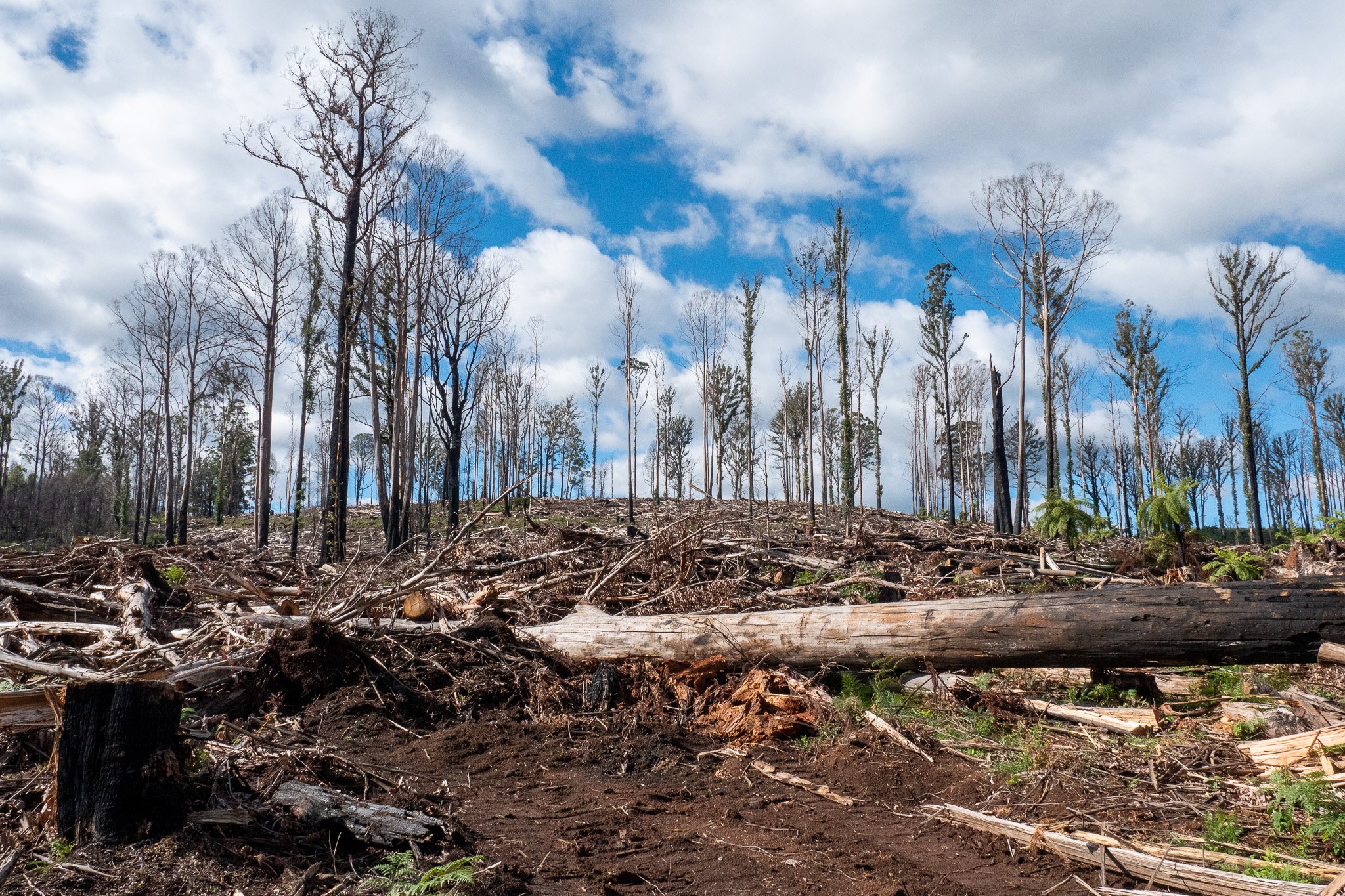 A deforested area with fallen trees, standing dead trees, and sparse vegetation under a partly cloudy sky.