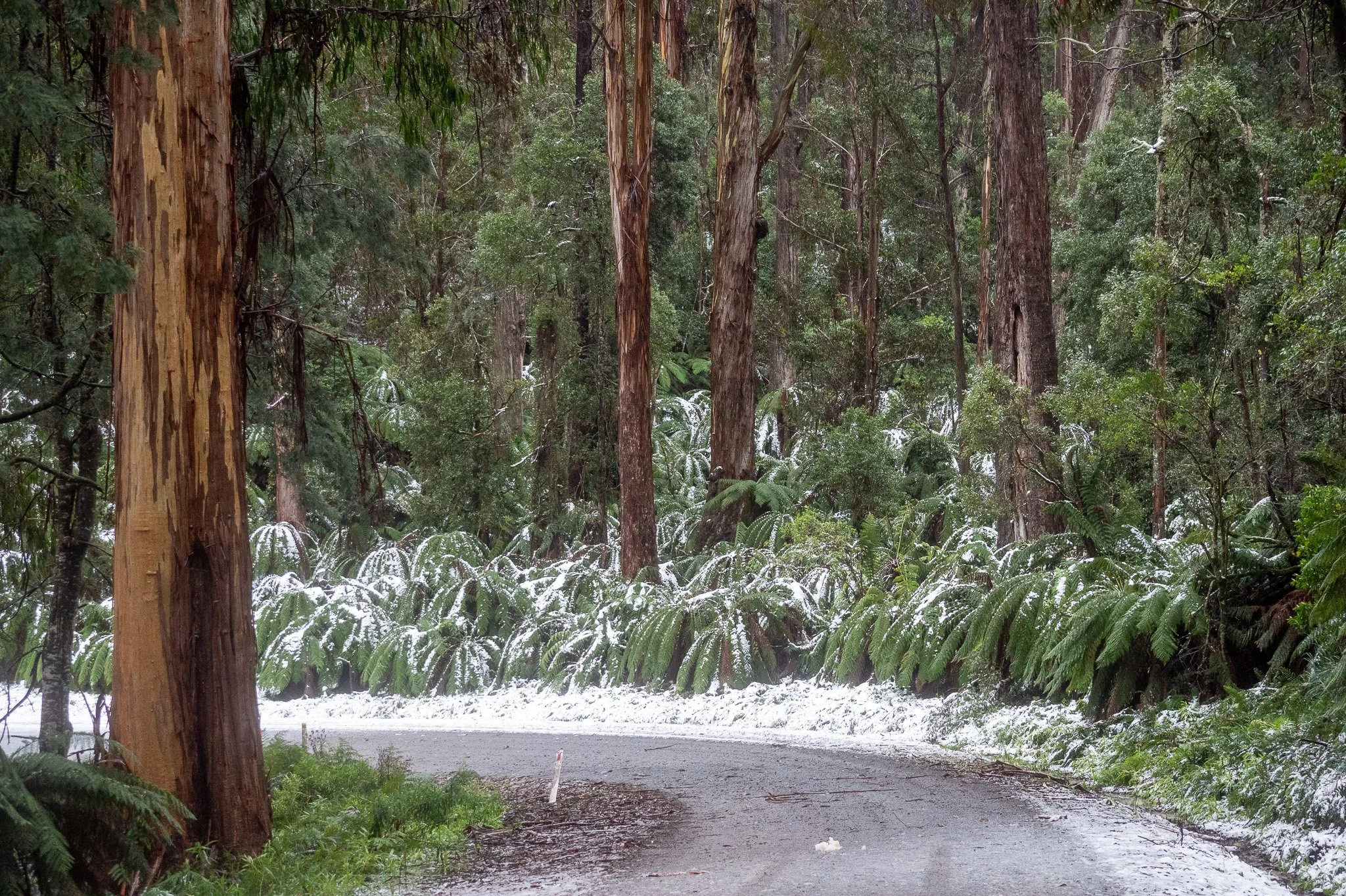 A winding road in a forest with tall trees and ferns, some snow on the ground and plants, indicating a wintry scene.
