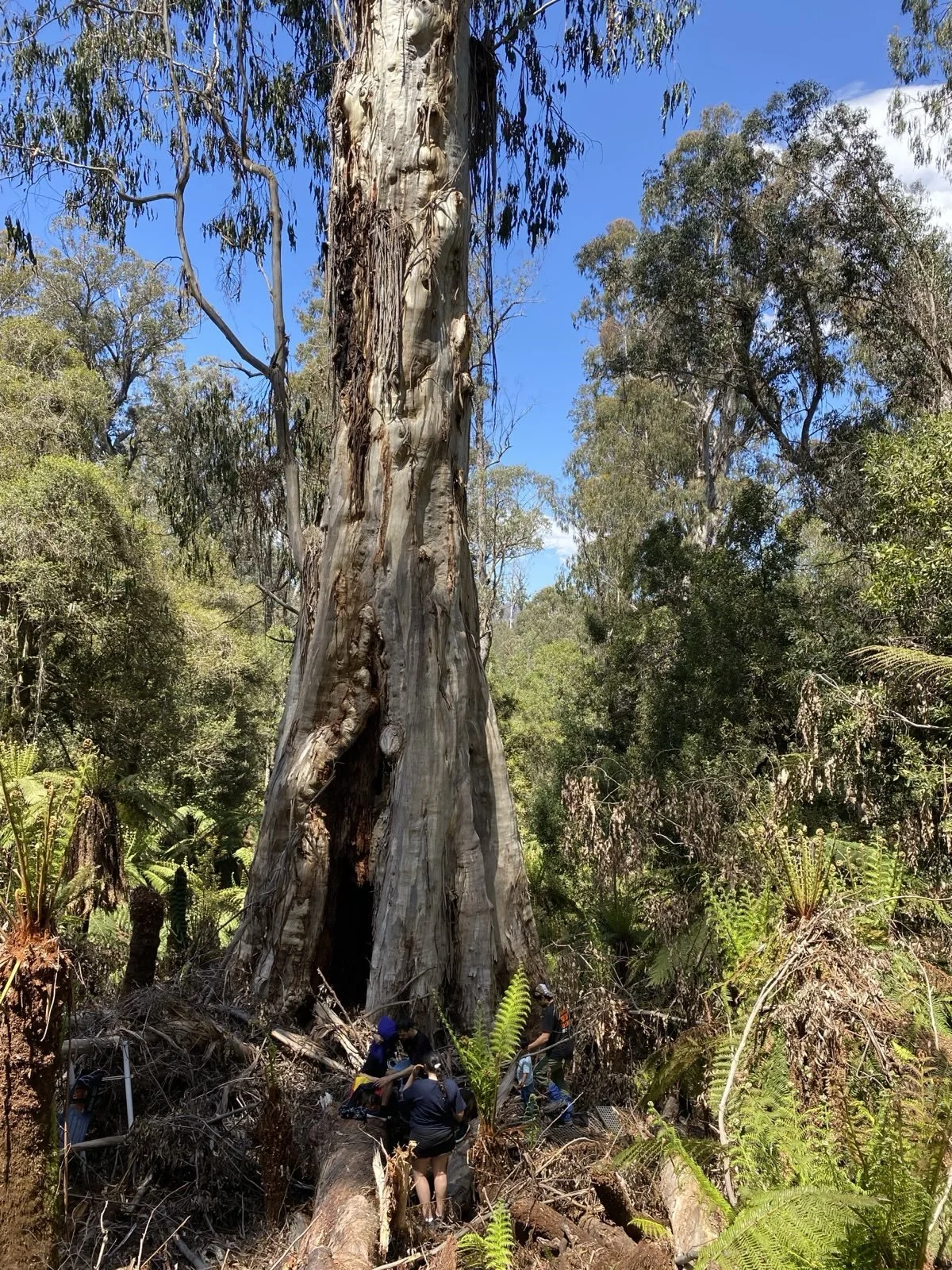 A large, old eucalyptus tree is surrounded by lush green foliage in a forest. Several people are near the base of the tree, some sitting and some standing, possibly exploring or working on something in the forest.