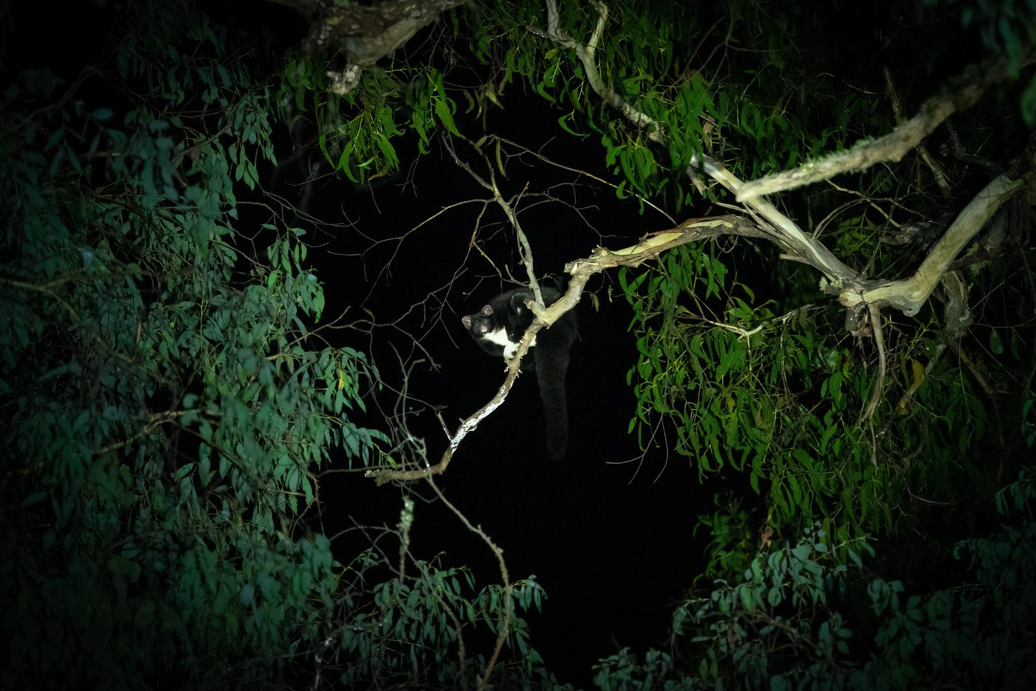 Greater Glider by Matt Tomkins