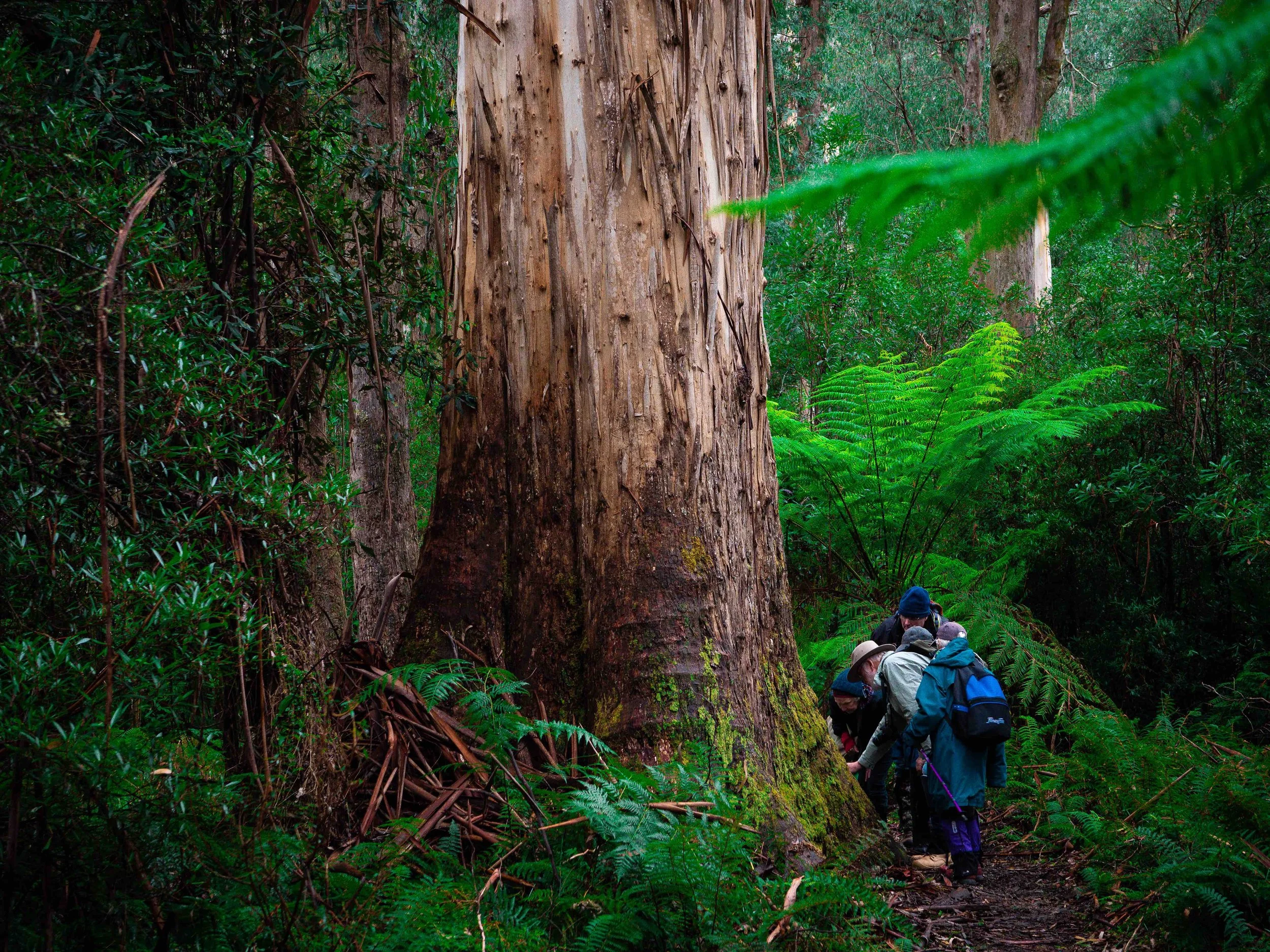 Group of hikers examining a large tree in a dense green forest