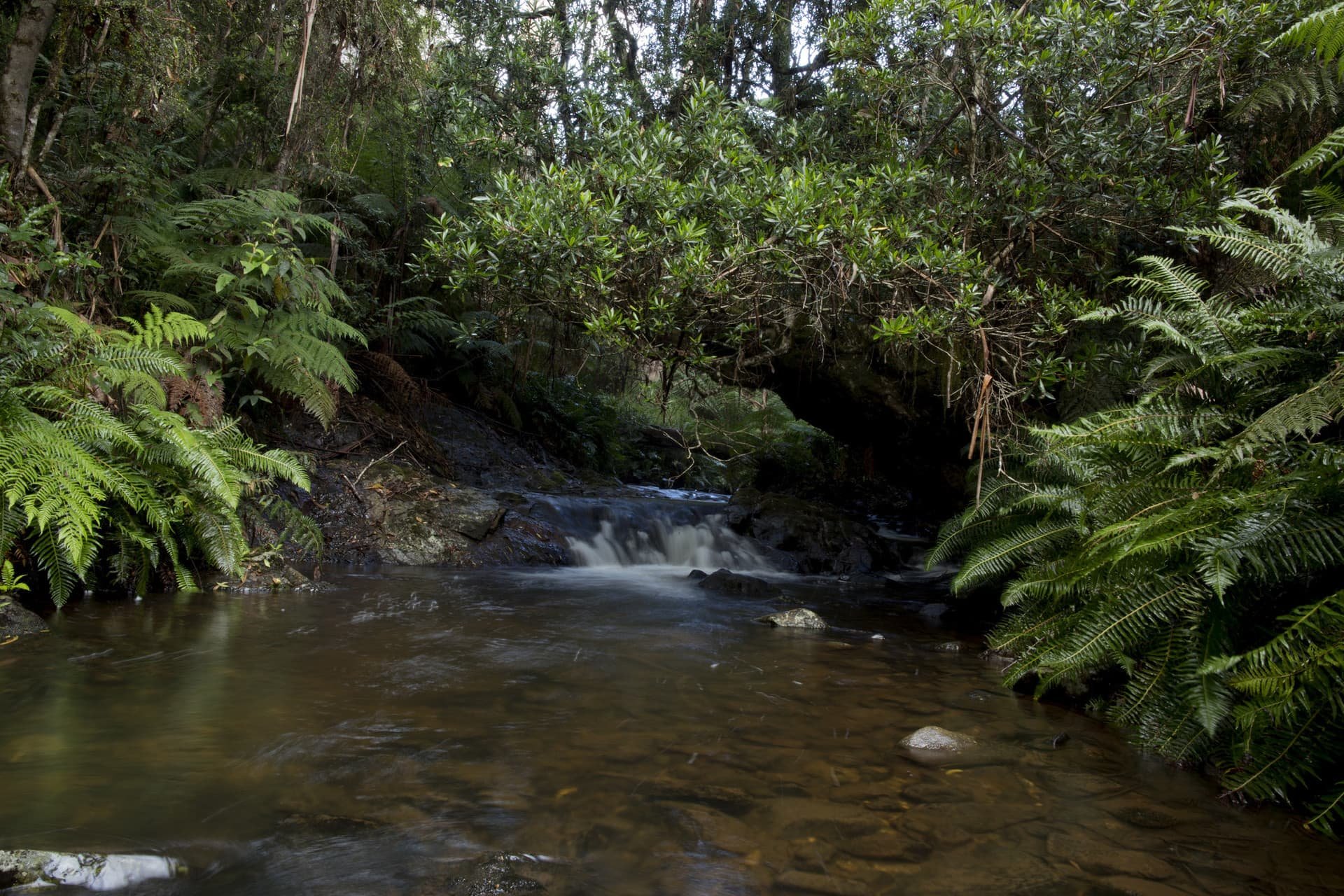 A small waterfall flowing into a shallow stream surrounded by lush green vegetation and ferns in a dense forest.