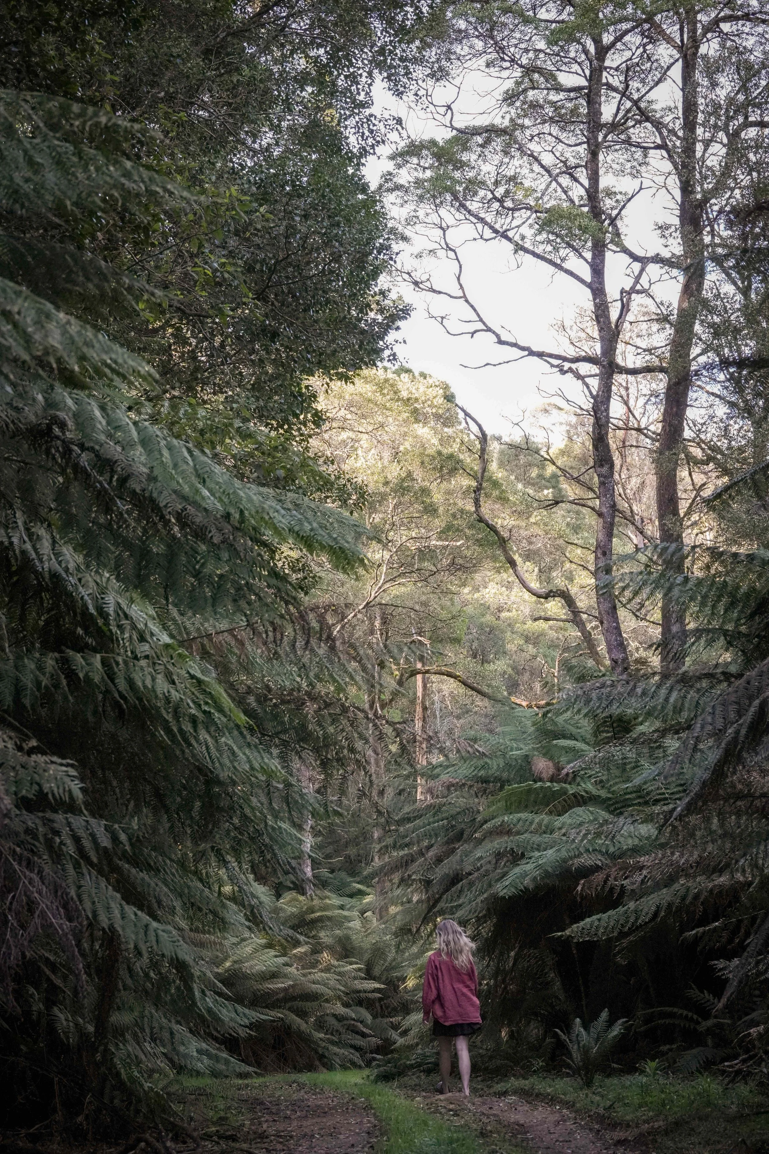 Person walking through a dense green forest or jungle trail, surrounded by tall trees and large ferns, with sunlight filtering through the foliage.