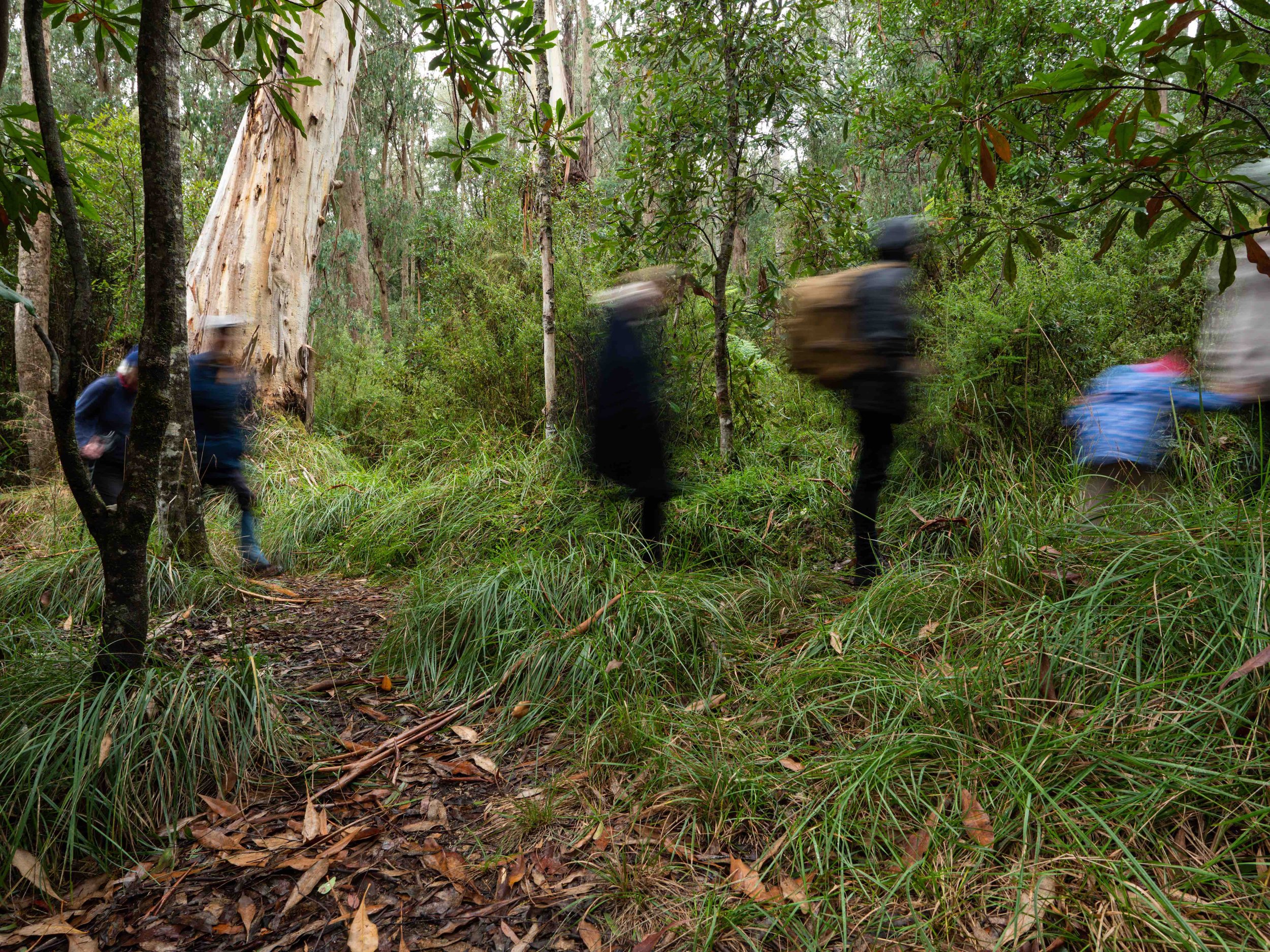 Group of individuals hiking through a dense forest with lush greenery and tall trees, some with peeling bark, on a damp trail.