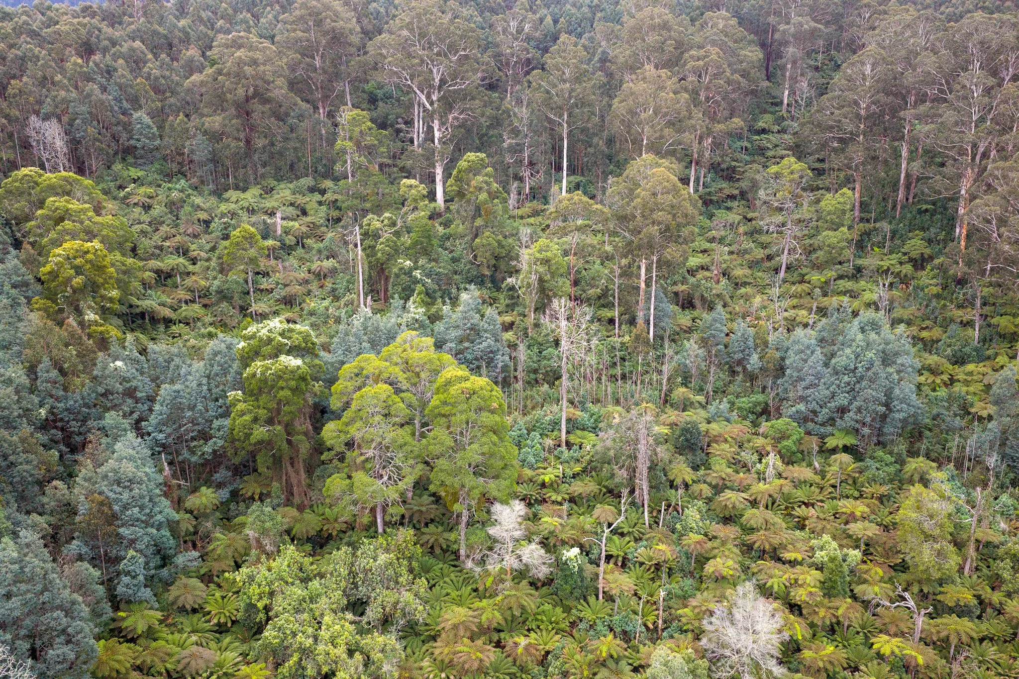 Aerial view of a dense tropical rainforest with a variety of tall trees and lush green foliage.