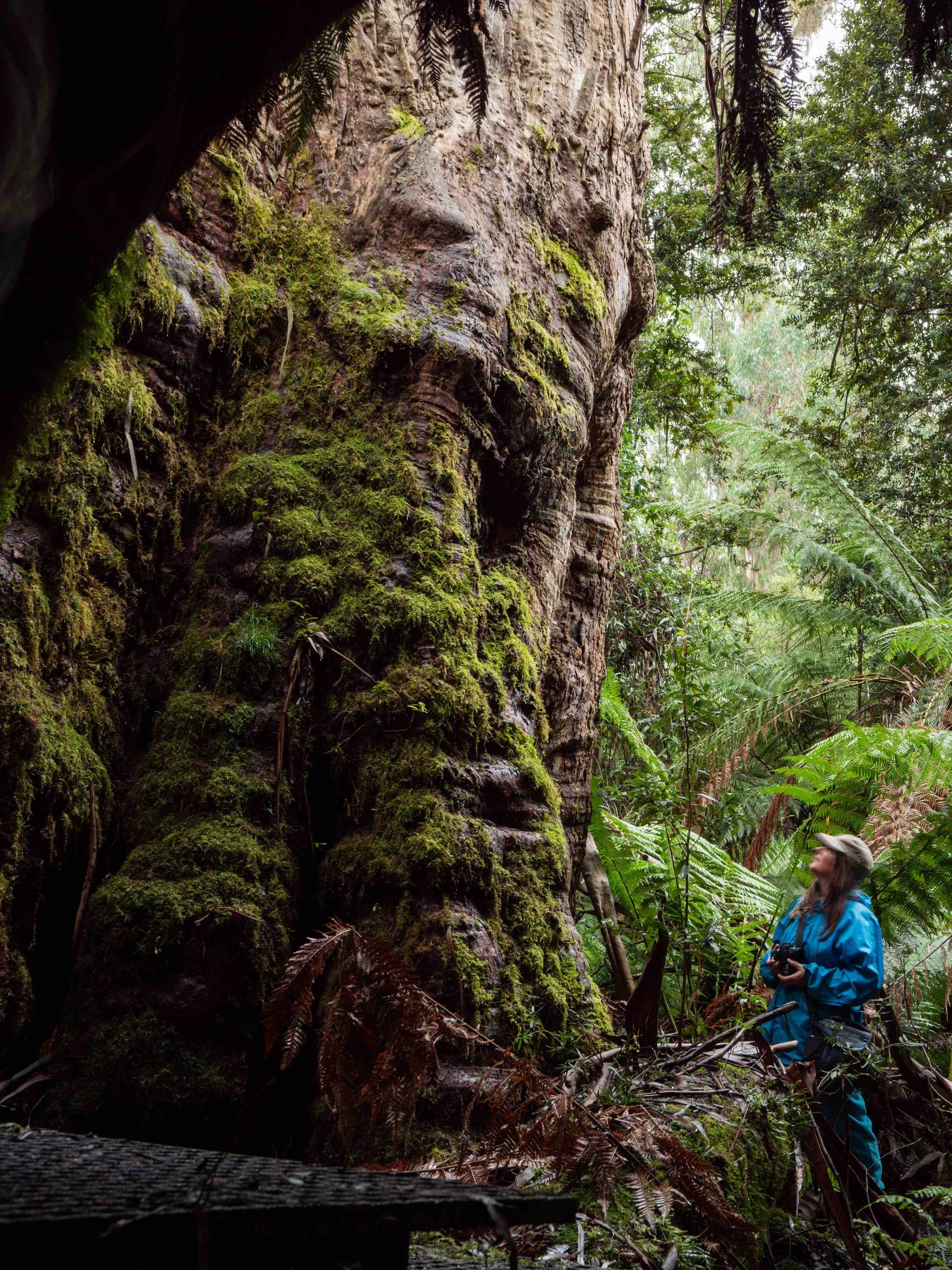 A person in a blue jacket and hat is standing in a lush, moss-covered forest, looking up at a large tree trunk.